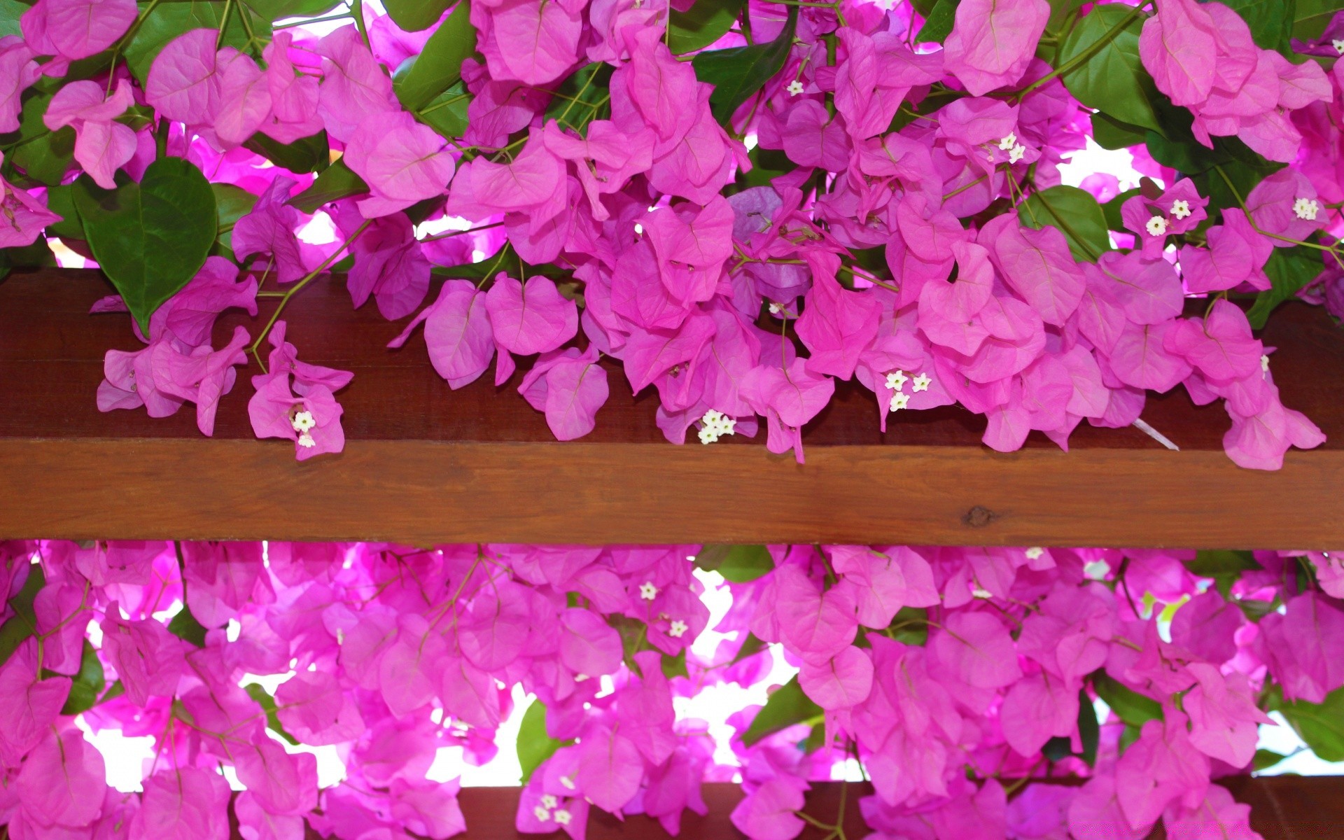 flowers garden flower nature desktop flora beautiful floral bright summer blooming color decoration season petal outdoors close-up