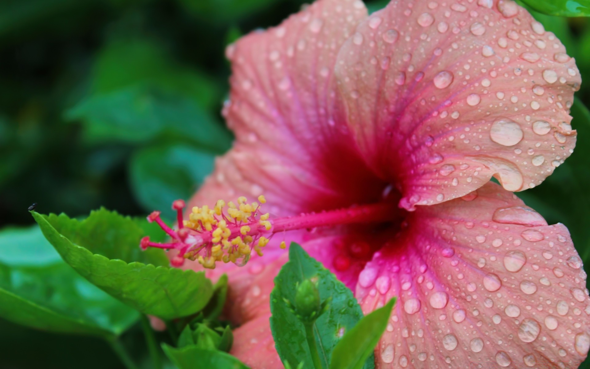 640x1136 Beautiful Hibiscus Flower desktop PC and Mac ...