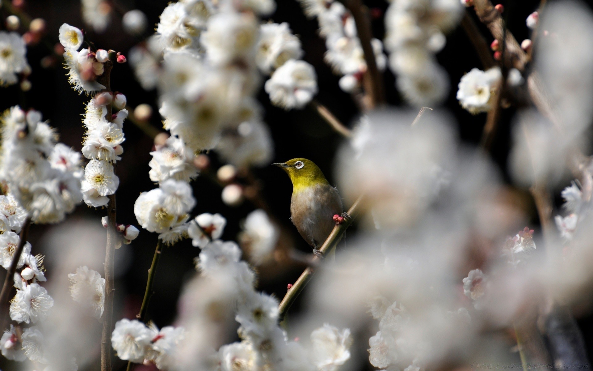 flowers nature flower tree outdoors blur winter bird season garden branch color