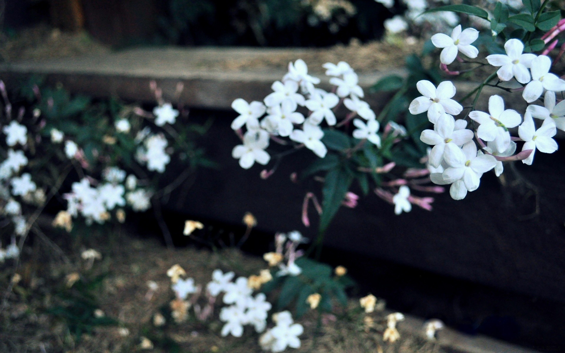 çiçekler çiçek doğa flora petal çiçek açan yaprak bahçe çiçek yaz ağaç güzel yakın çekim renk açık havada park sezon masaüstü