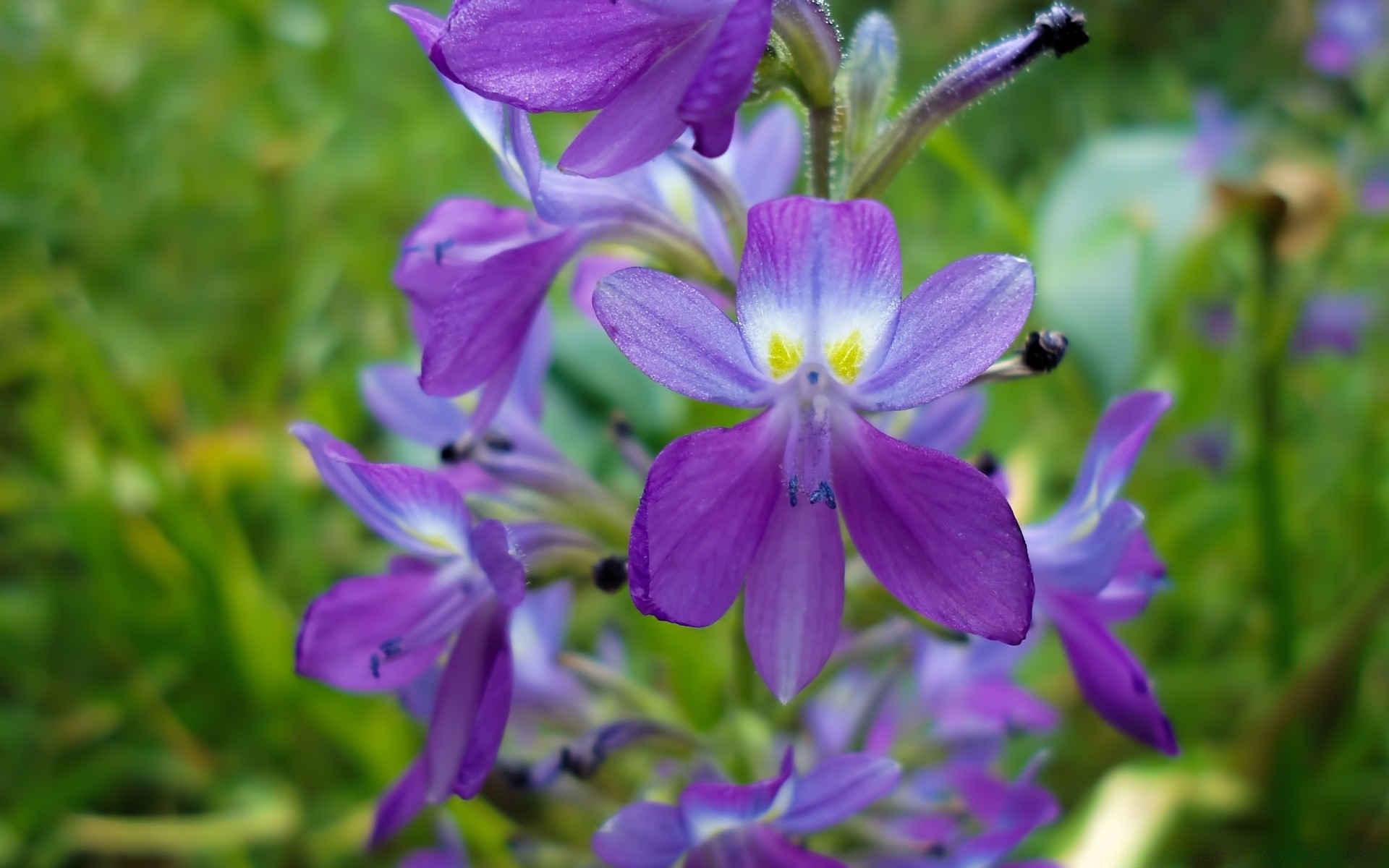 kwiaty natura kwiat flora ogród liść lato na zewnątrz płatek bluming kwiatowy violet kolor wzrost trawa zbliżenie sianokosy piękny park