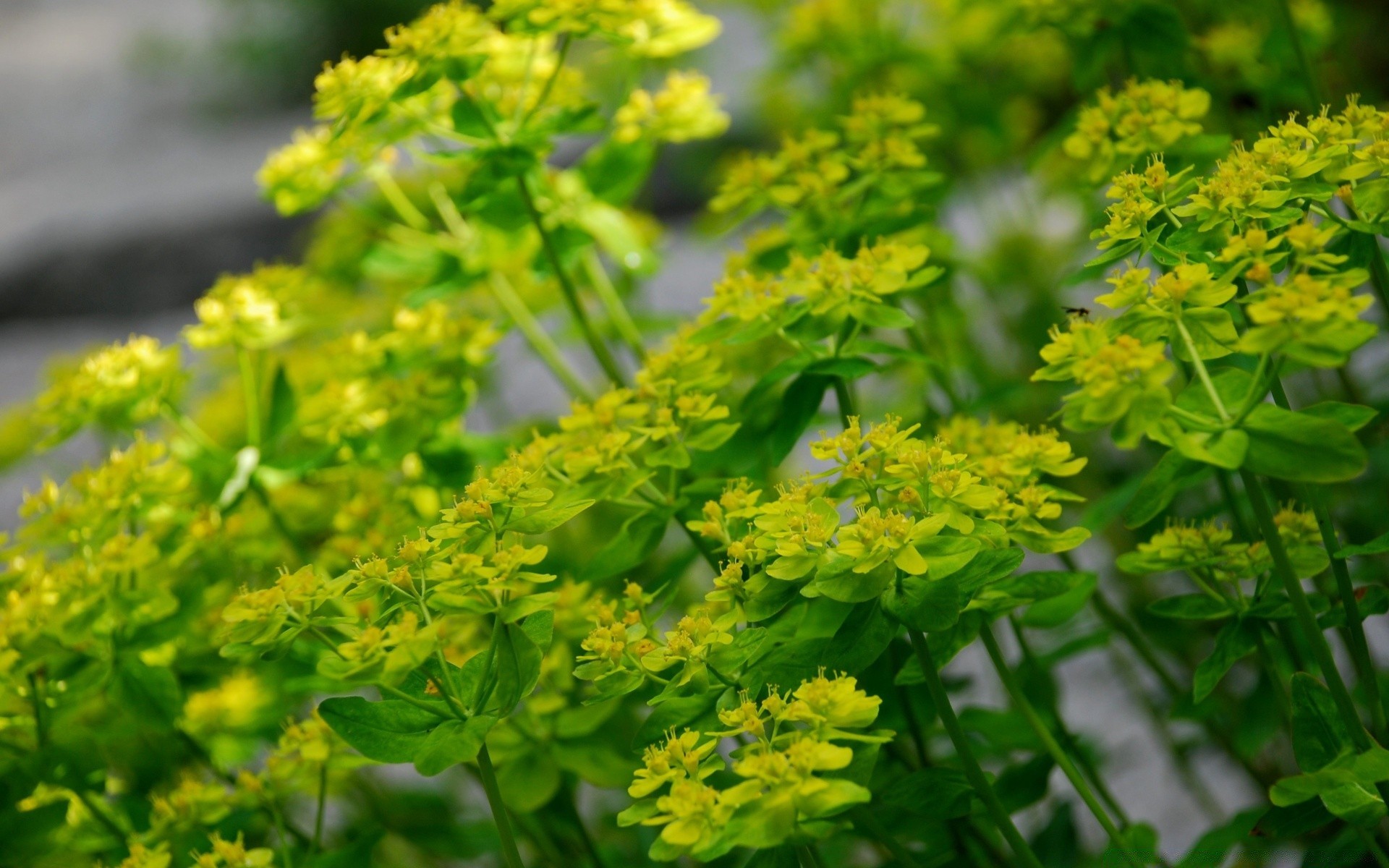 blumen blatt natur flora garten blume sommer kräuter schließen gras kräuter wachstum saison blumen botanisch hell