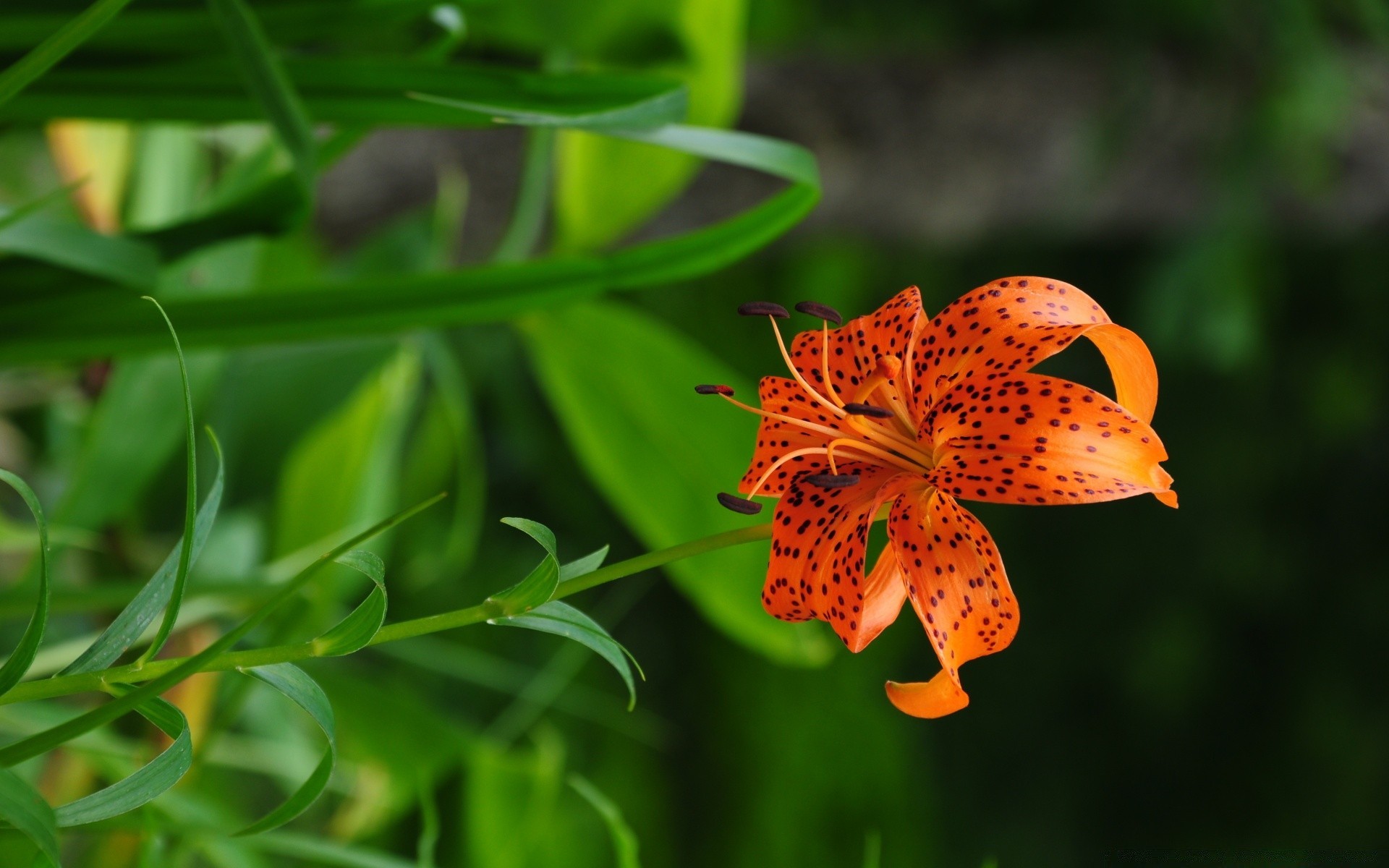 flowers nature flora flower leaf close-up summer garden color beautiful bright floral vibrant blooming