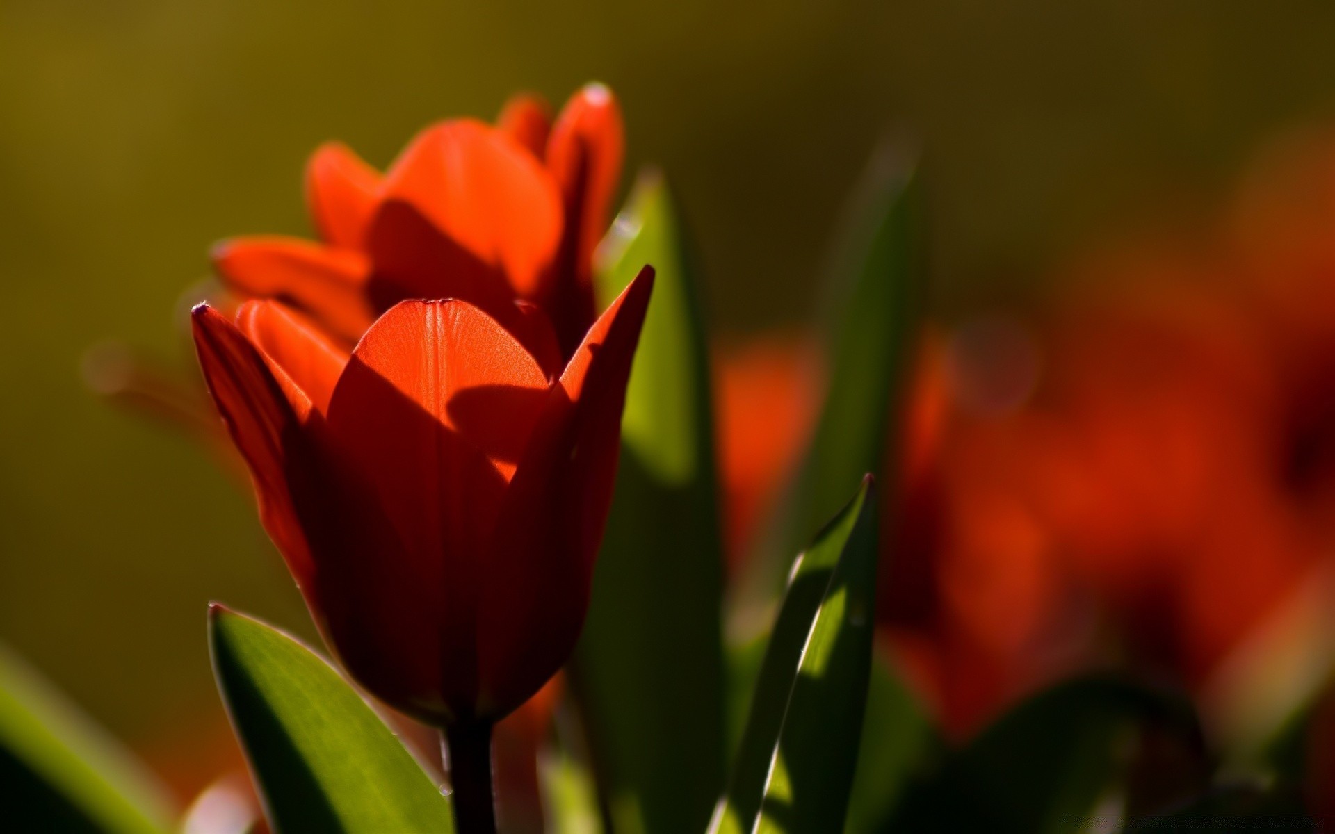 fleurs tulipe nature fleur flore feuille jardin pâques couleur été croissance lumineux flou amour