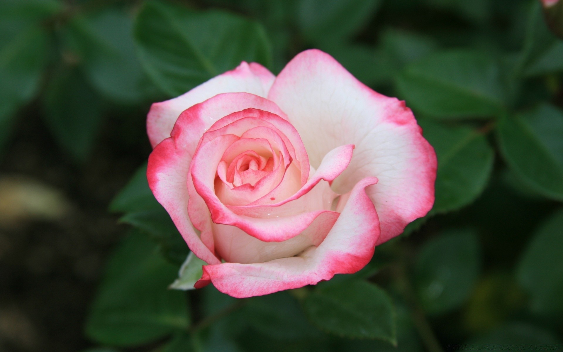 fleurs fleur rose feuille pétale flore nature floral amour bluming romance jardin botanique été belle