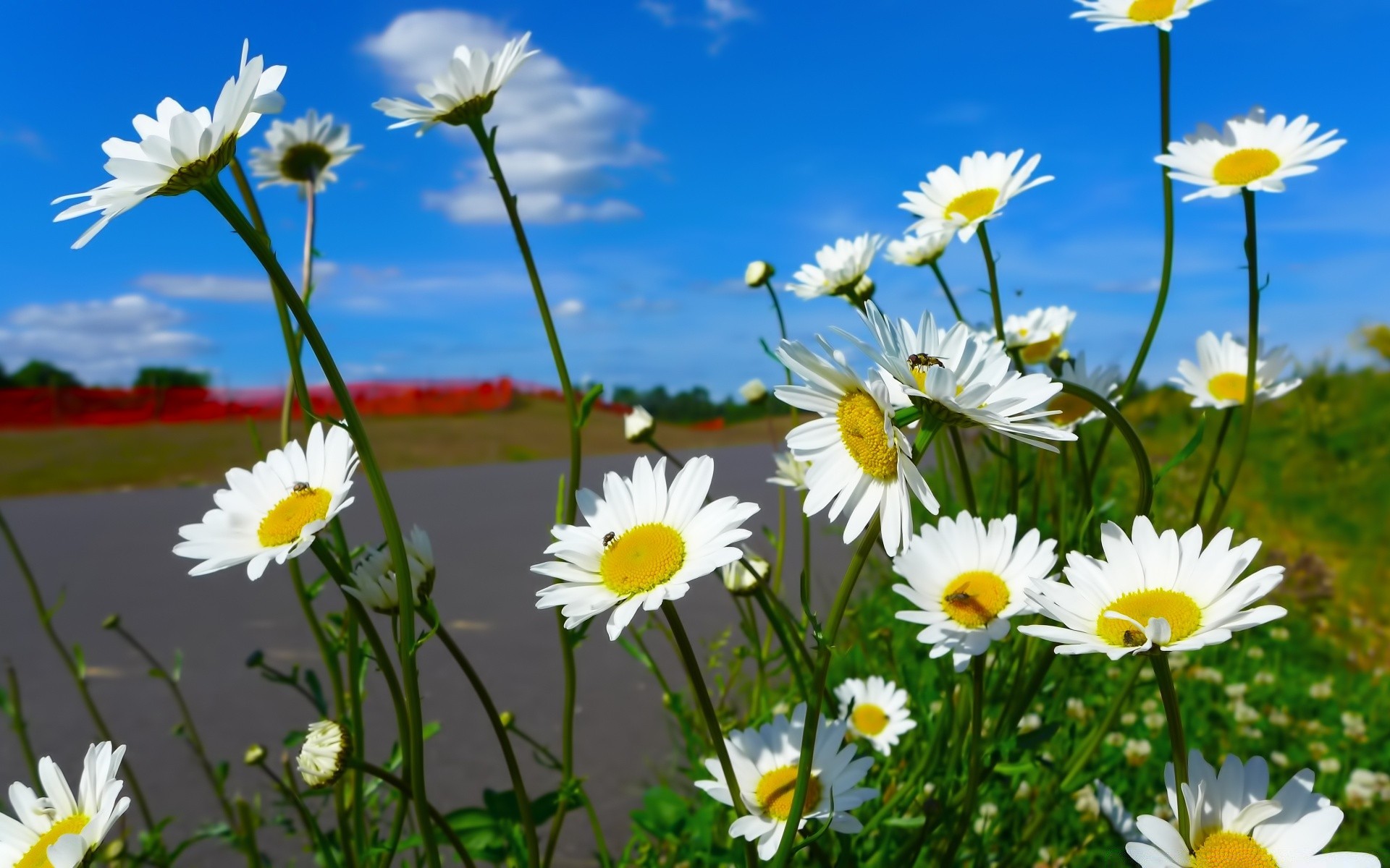 квіти квітка природа літо флора поле ромашки сад сінокіс квіткові пелюстка гарну погоду зростання блюмінг сонце яскравий колір лист