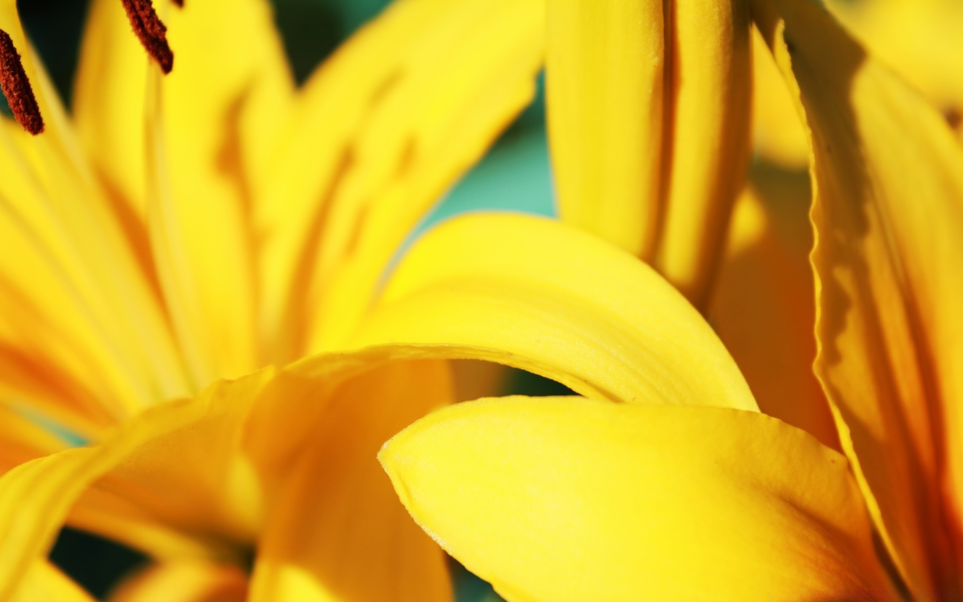 blumen natur blume sommer hell flora farbe unschärfe wachstum garten blatt