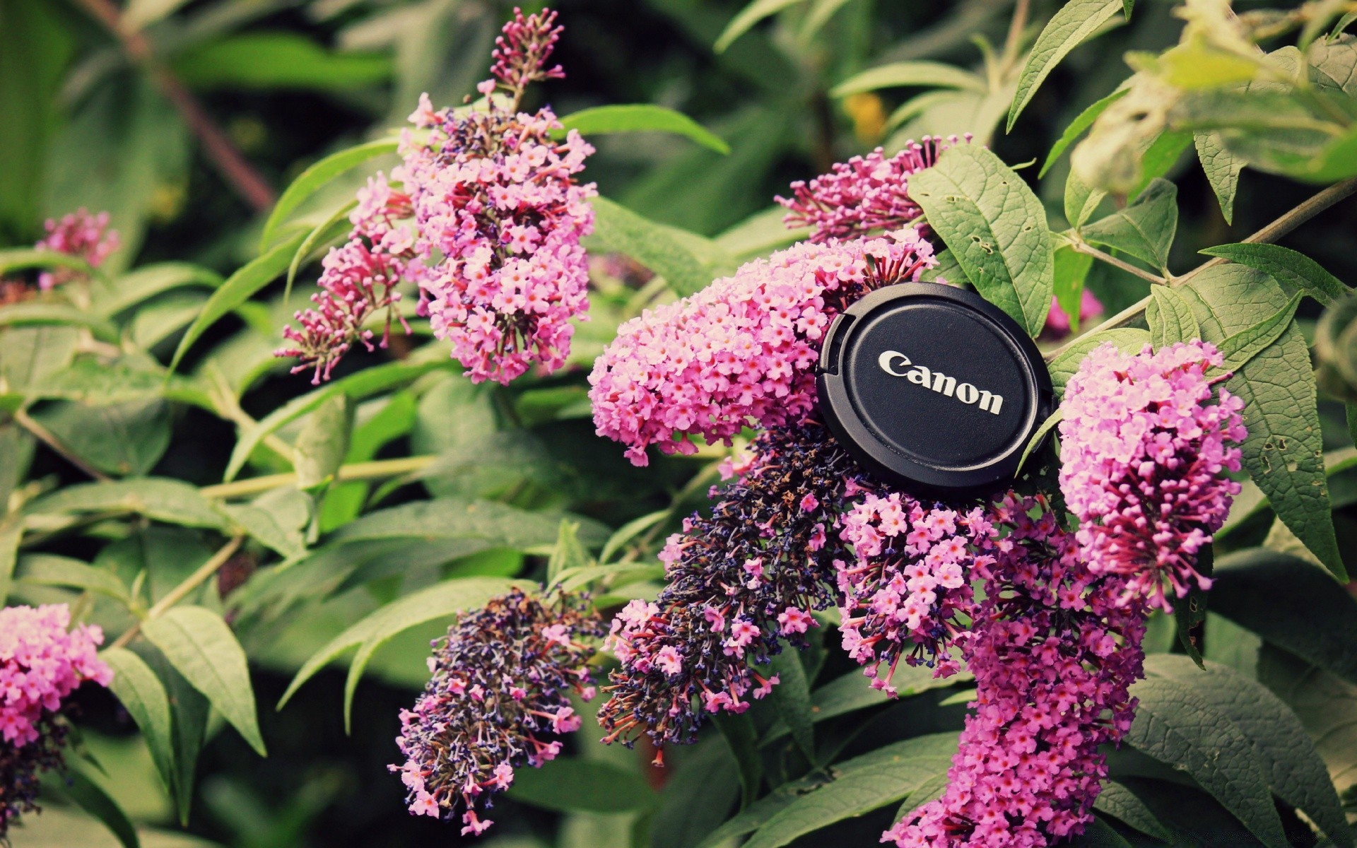 flowers flower flora nature leaf garden floral blooming summer petal shrub outdoors botanical color bright growth season violet