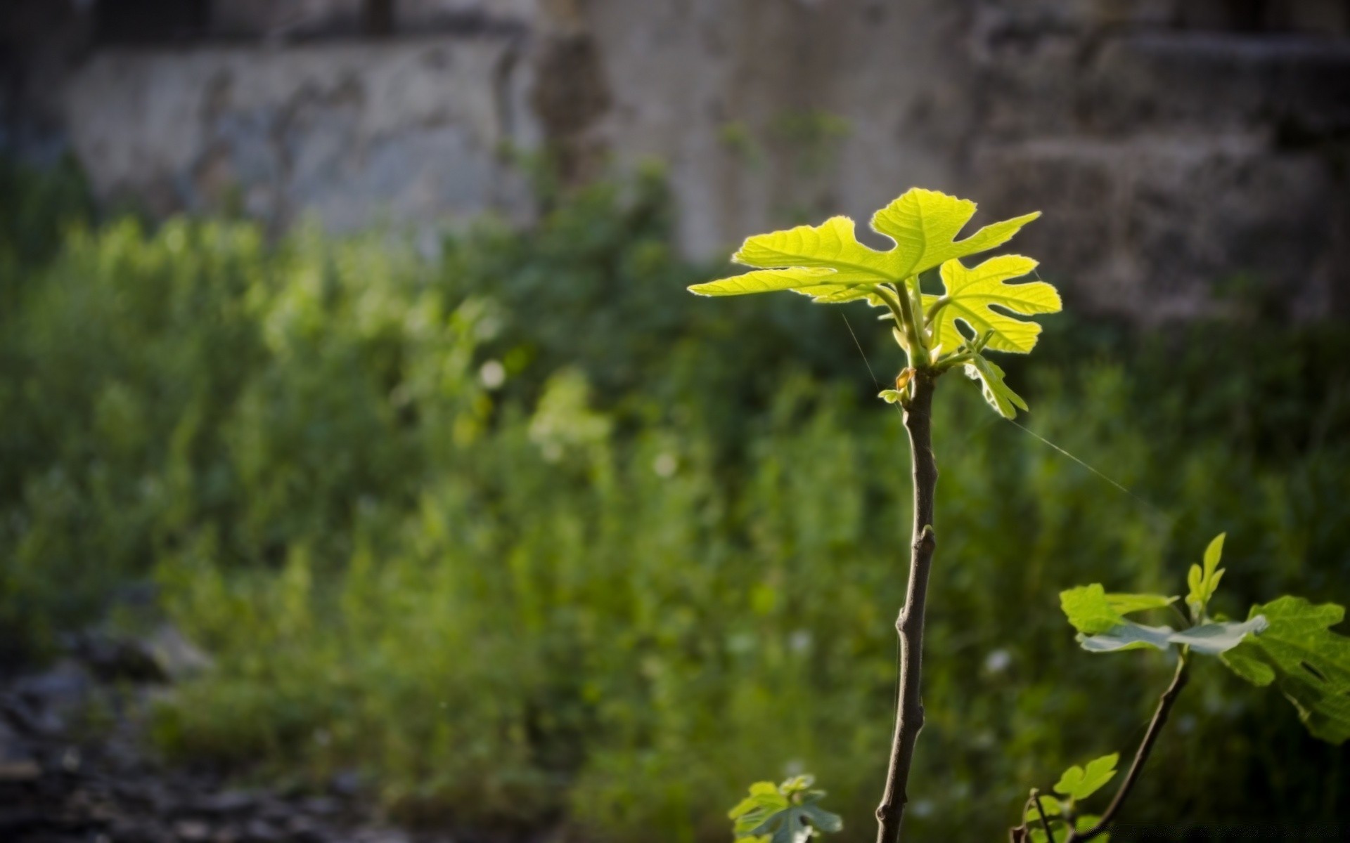 fleurs nature flore feuille croissance fleur environnement extérieur arbre été paysage bois agriculture jardin saison