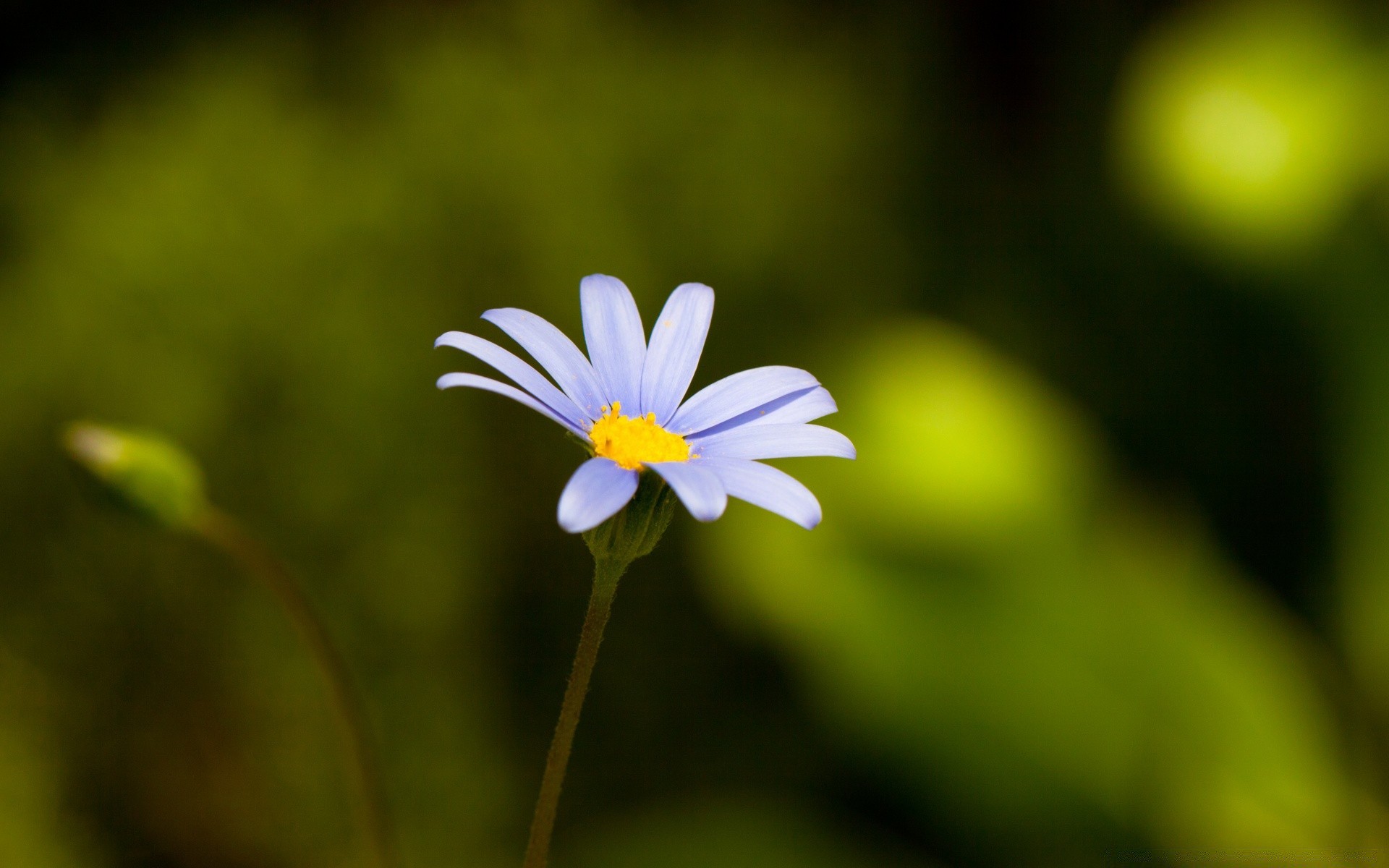 kwiaty natura rozmycie kwiat liść flora lato wzrost ogród kolor na zewnątrz jasny