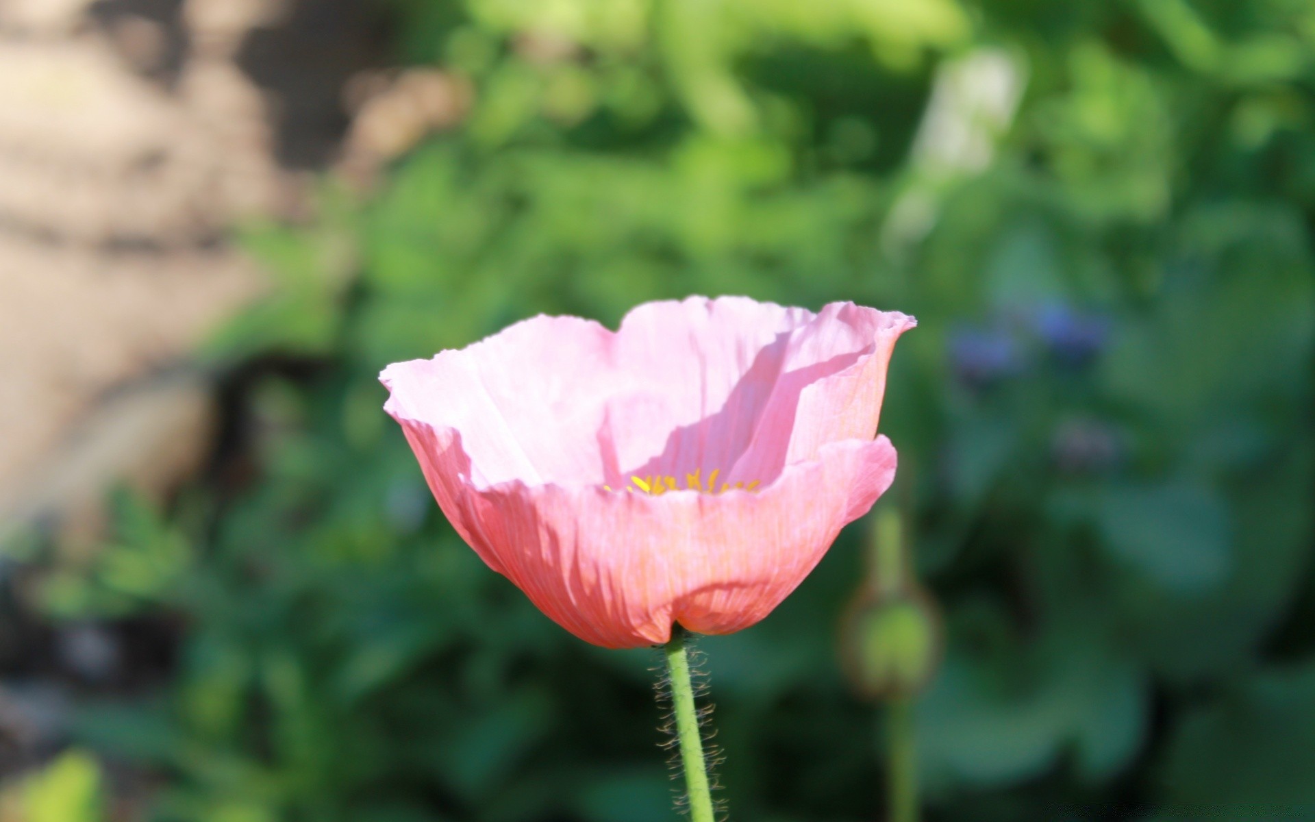 kwiaty kwiat natura flora lato liść na zewnątrz ogród płatek bluming kwiatowy jasny wzrost piękny kolor zbliżenie dobra pogoda