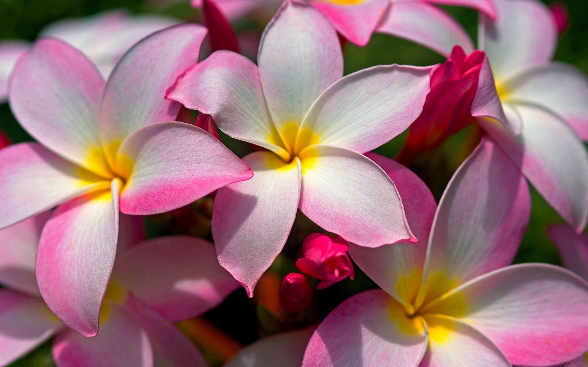 flores frangipani plumeria flor naturaleza tropical pétalo flora bluming jardín verano aloha floral fragante hermoso exótico hoja