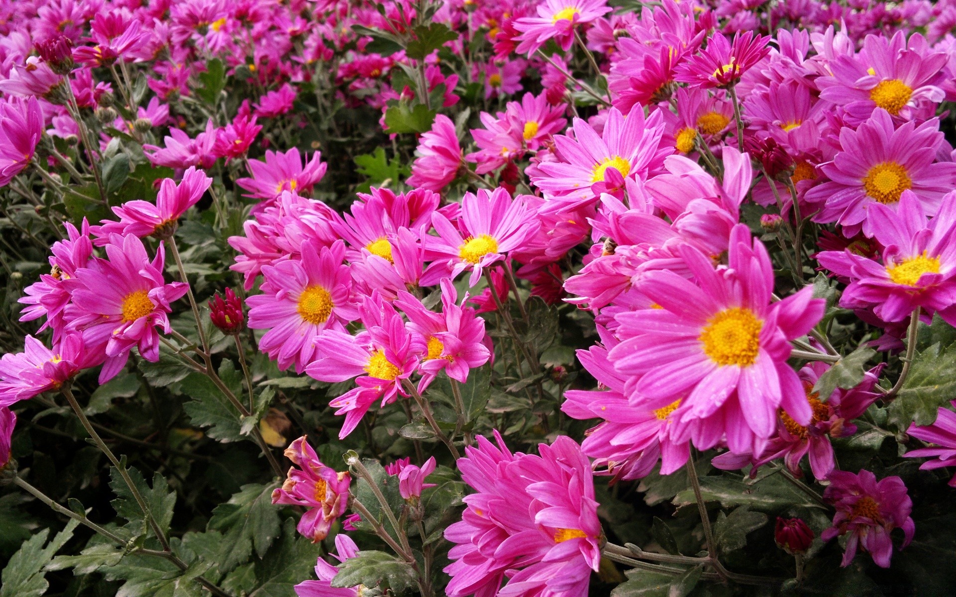 fleurs fleur nature jardin flore été bluming pétale floral feuille couleur lumineux croissance bouquet à l extérieur botanique belle saison vivace champ