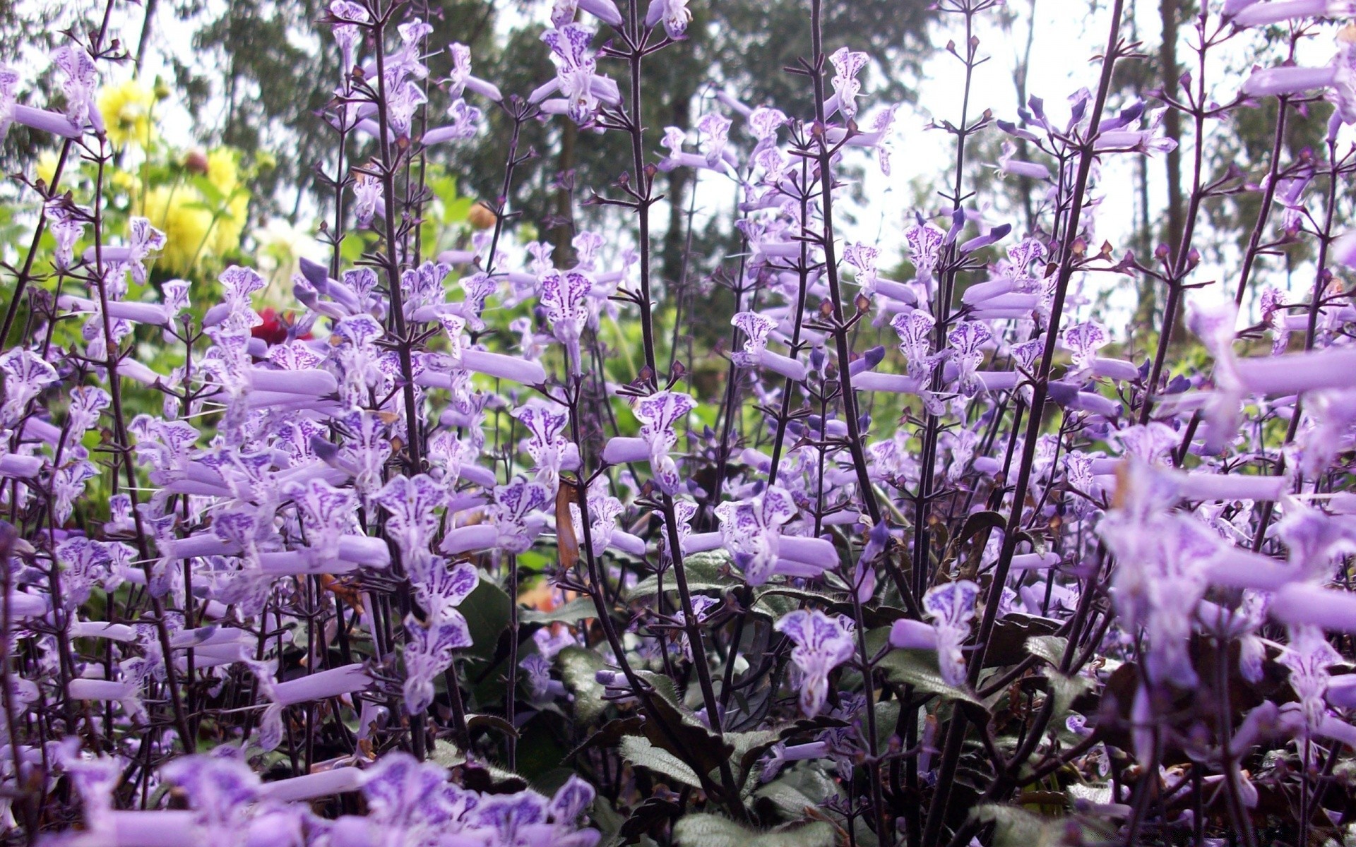 flores flor flora naturaleza jardín hoja estación verano floral bluming al aire libre color pétalo ambientes campo brillante violeta parque crecimiento hermoso