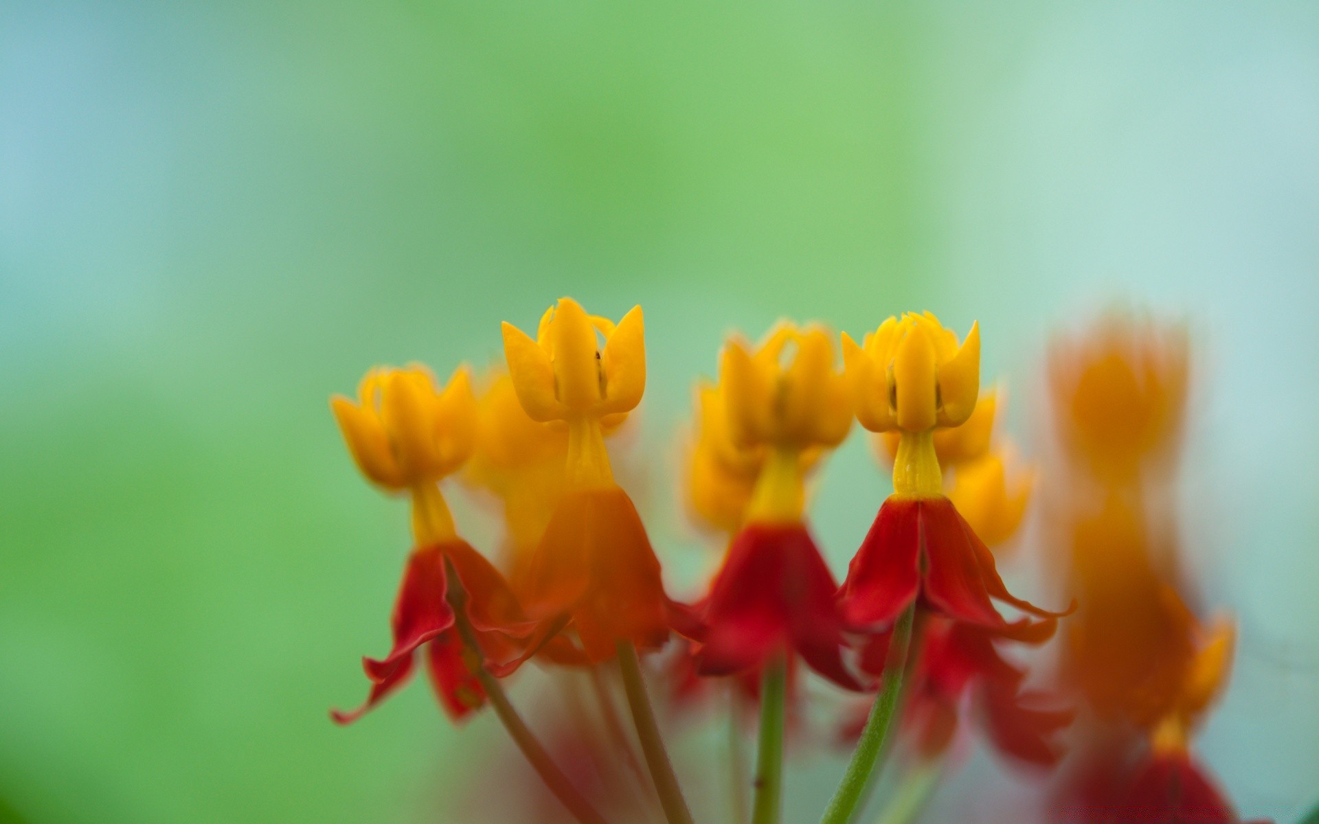 blumen natur blume flora tulpe blatt hell sommer garten unschärfe wachstum farbe ostern im freien blumen jahreszeit blütenblatt blühen