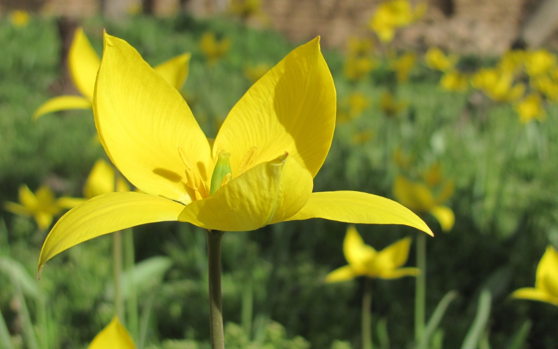 flowers nature flower flora summer leaf garden petal bright blooming floral outdoors field hayfield grass color growth fair weather