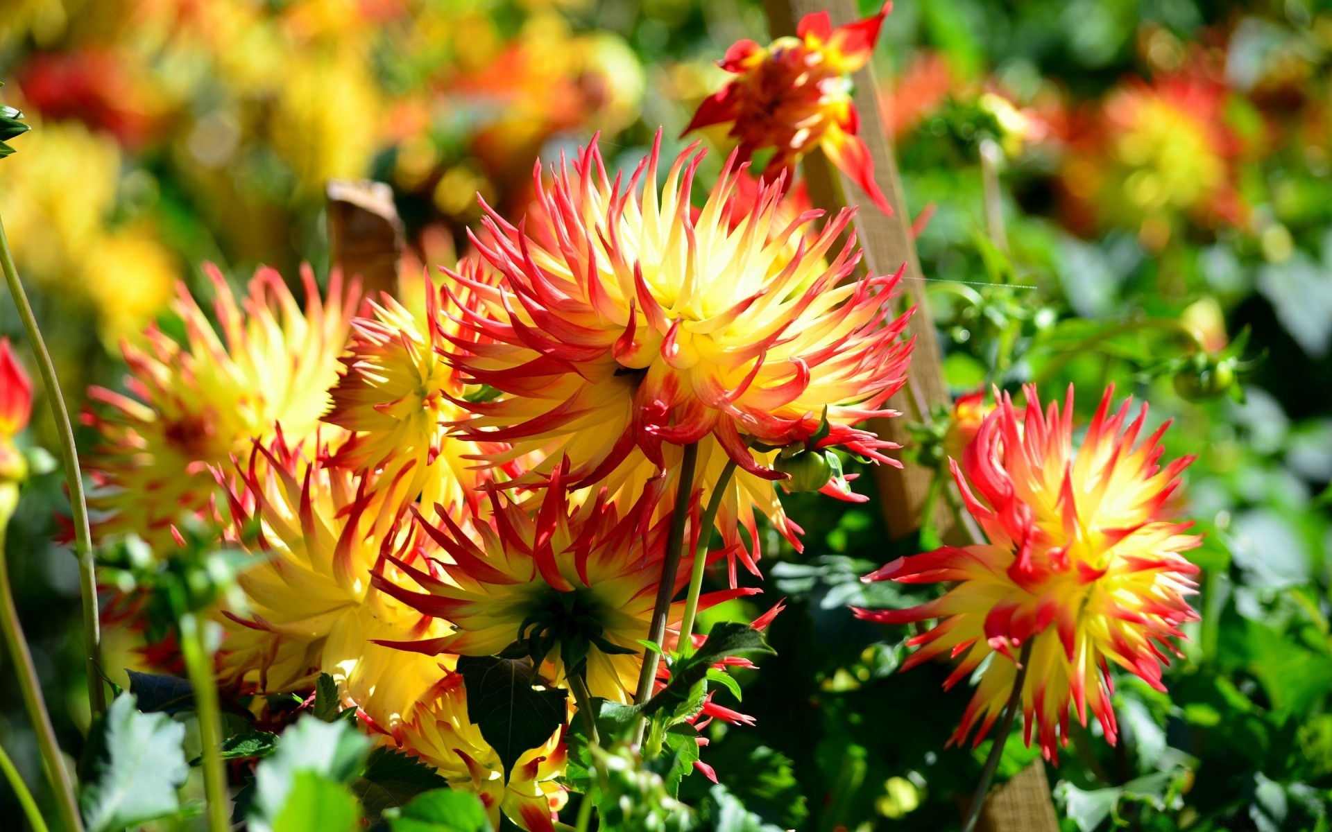 fleurs nature fleur flore jardin été feuille bluming couleur floral pétale lumineux croissance saison à l extérieur lumineux gros plan belle dahlia champ