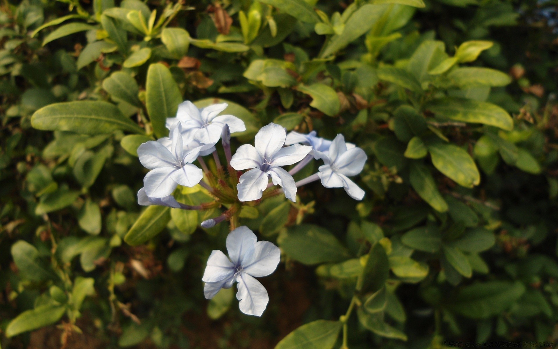 kwiaty liść flora natura kwiat ogród zbliżenie lato drzewo krzew kolor park