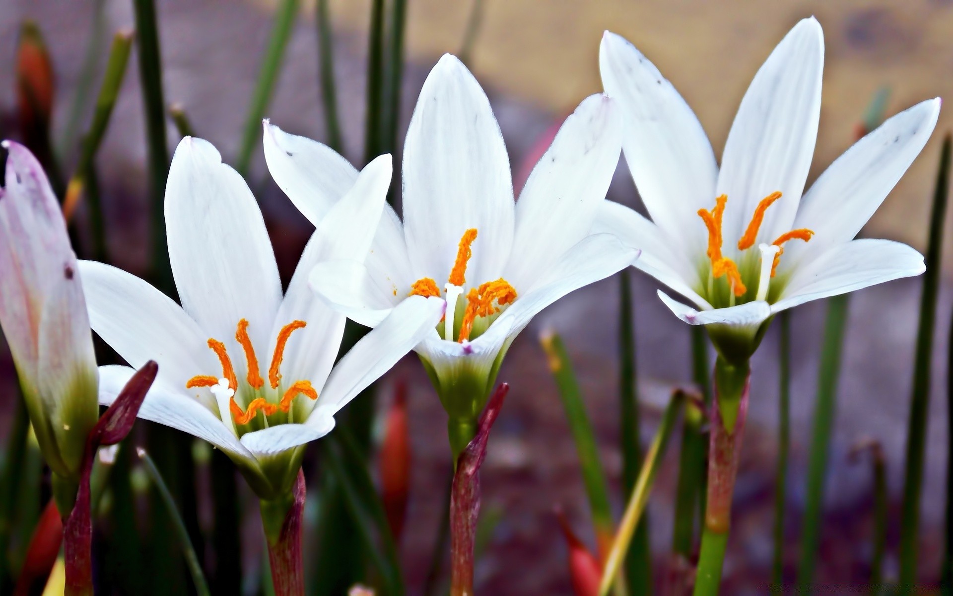 çiçekler doğa çiçek paskalya flora petal yaprak çiçeklenme bahçe yaz sezon güzel hava parlak büyüme açık havada çiçek çimen