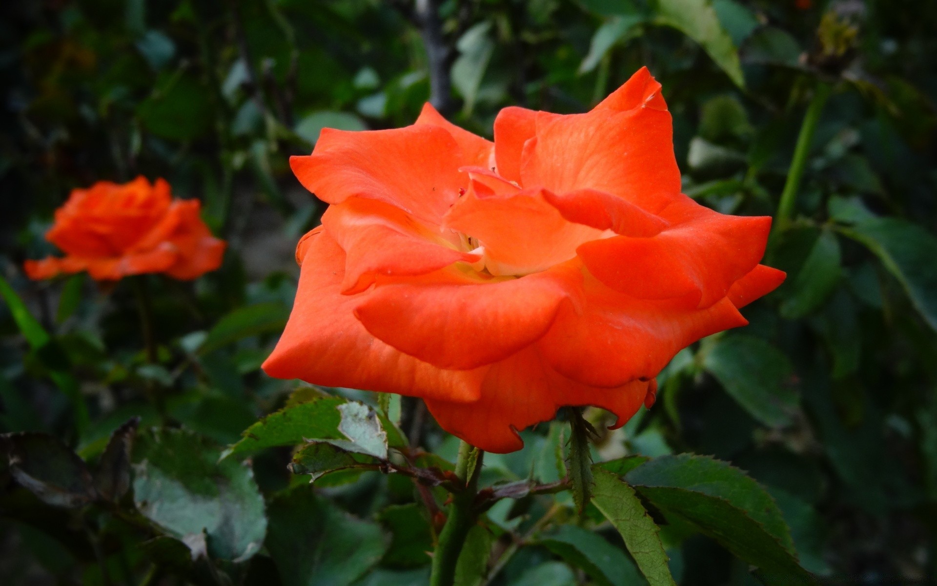 fleurs fleur nature jardin flore feuille rose pétale bluming floral à l extérieur couleur été