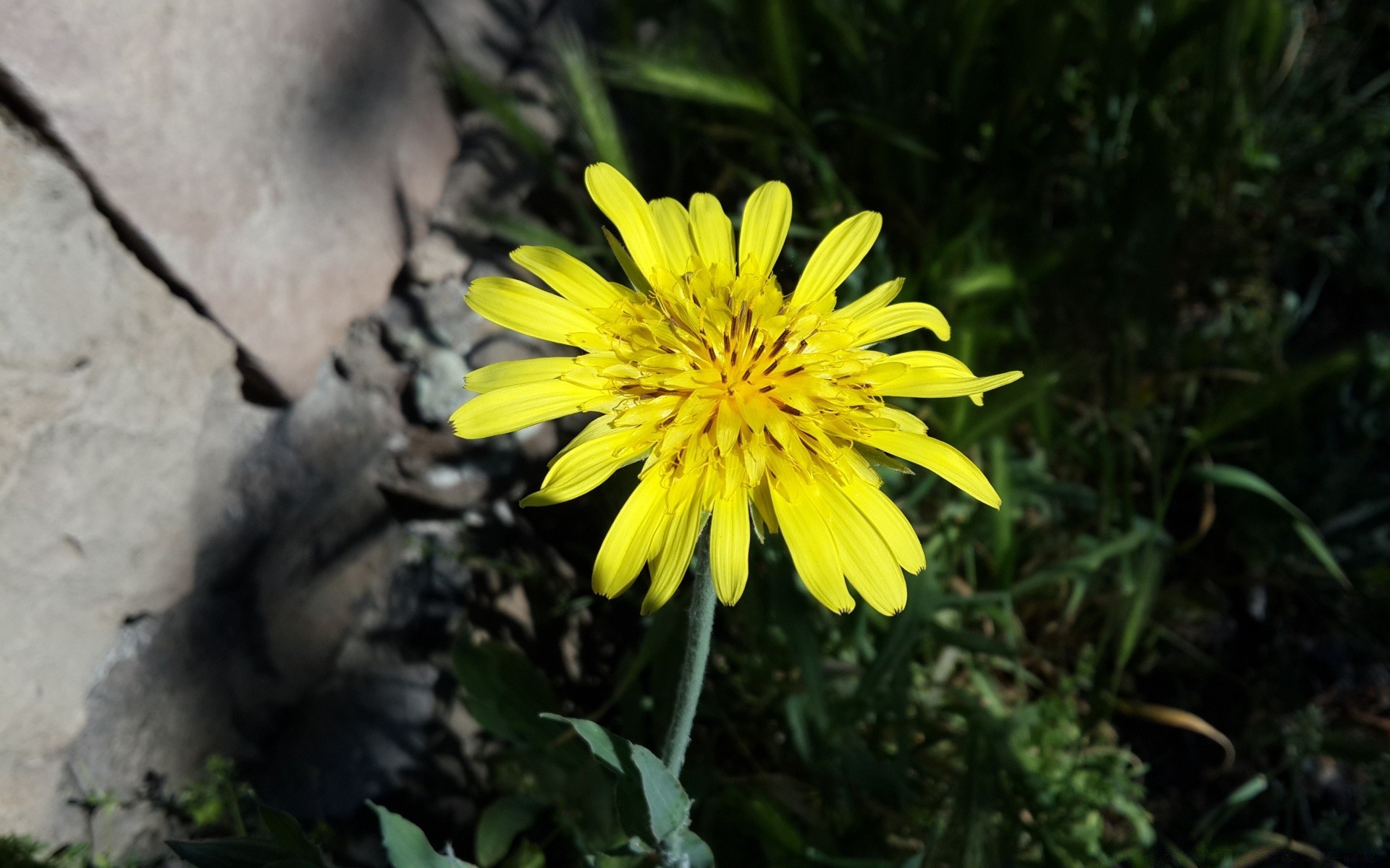 fleurs nature fleur été en plein air jardin flore feuille herbe