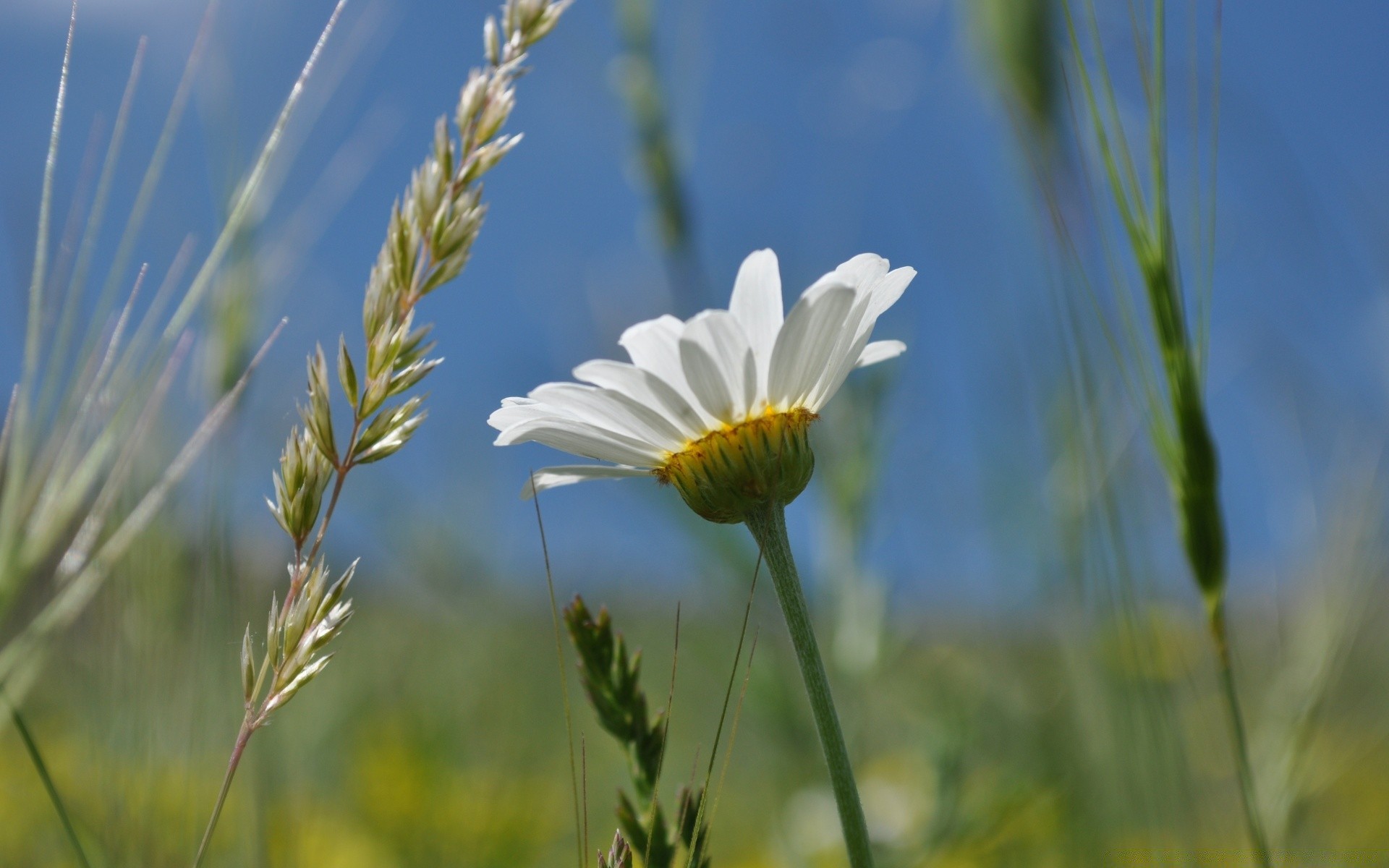 blumen feld natur sommer des ländlichen heuhaufen gras flora weide wachstum blume gutes wetter sonne gänseblümchen saison hell im freien schließen garten landwirtschaft