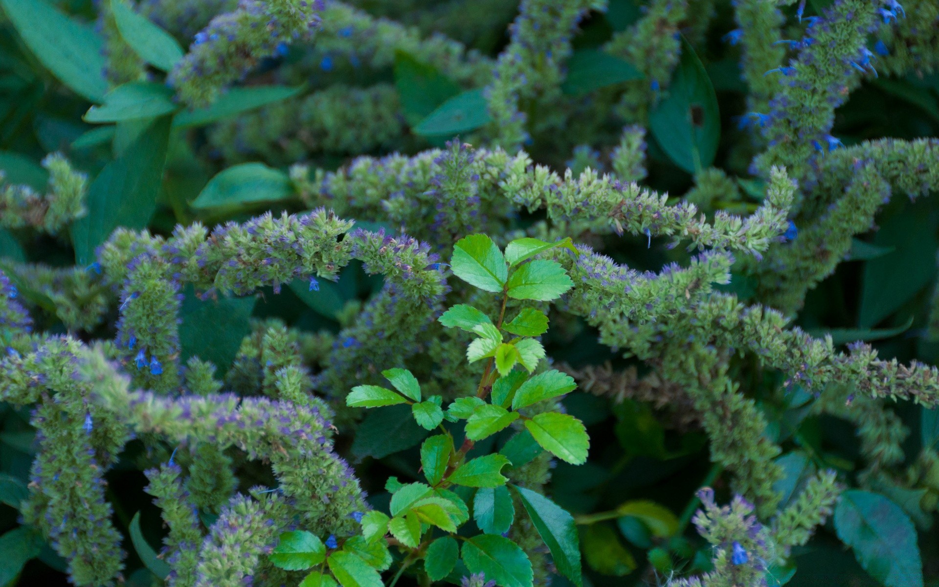 flores flora naturaleza flor hoja jardín al aire libre medicina color medio ambiente comida