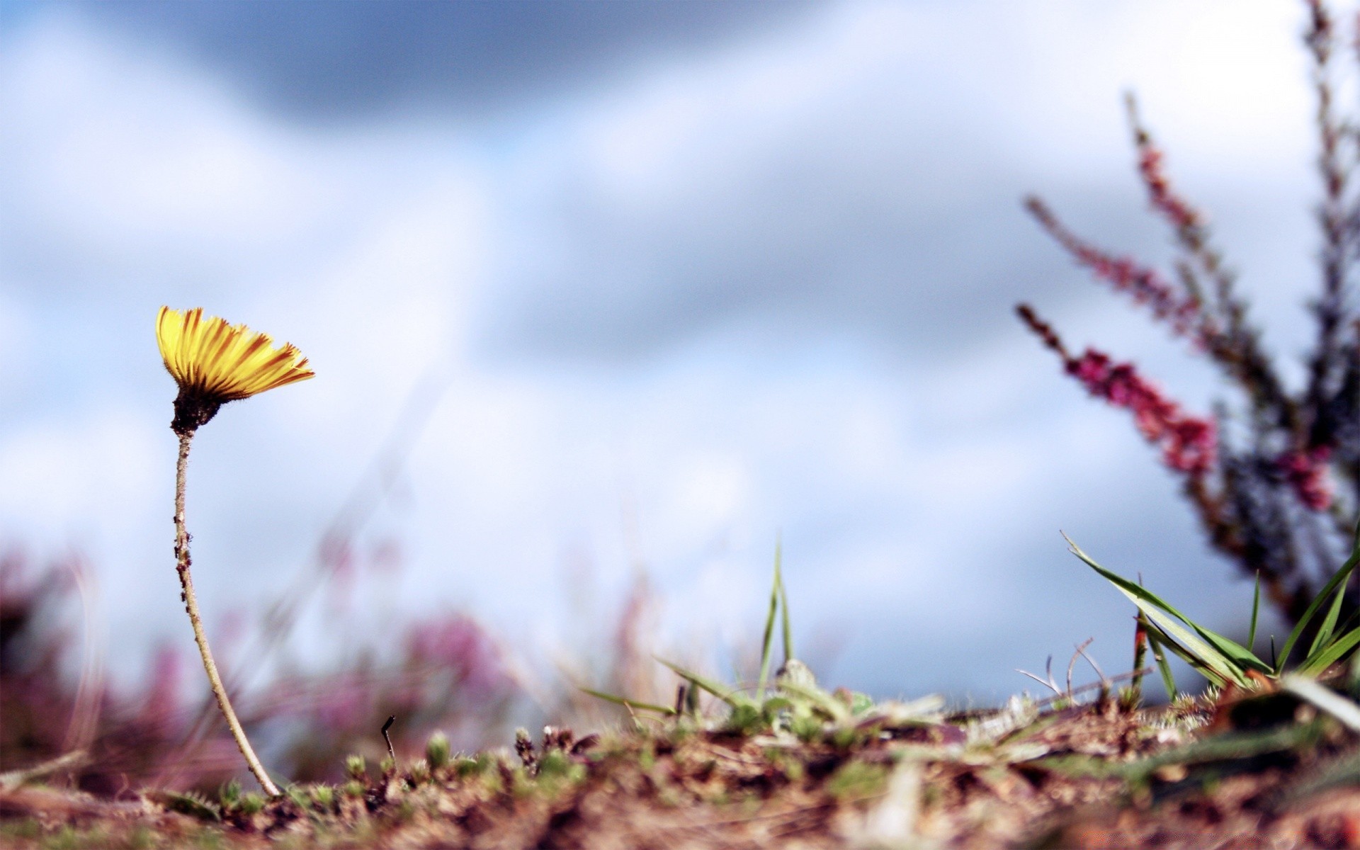 flowers nature flower sun dof grass leaf summer outdoors fair weather flora sky garden field growth tree wild