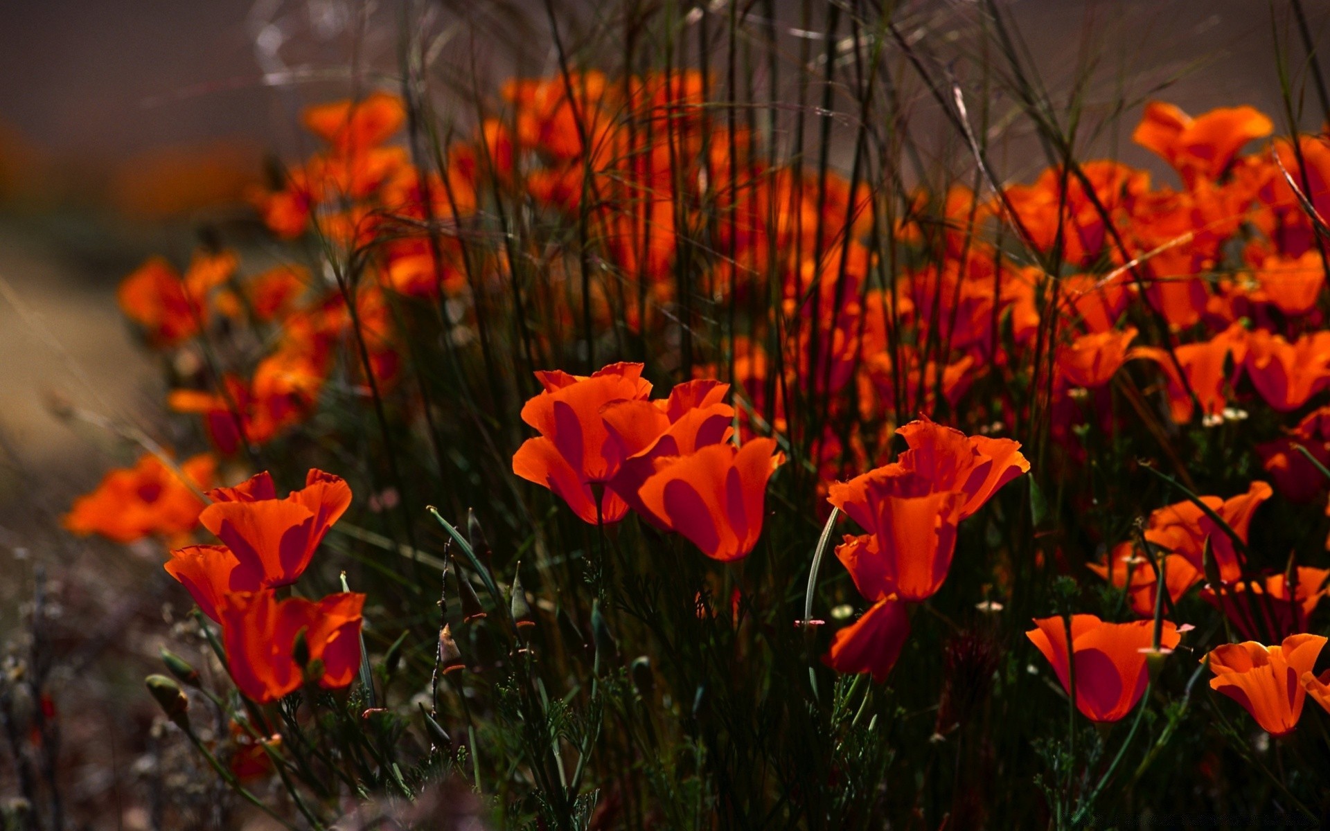 çiçekler çiçek flora doğa açık havada bahçe yaprak renk alan çiçeklenme güzel hava haşhaş büyüme yaz sezon saman çiçek parlak petal çimen