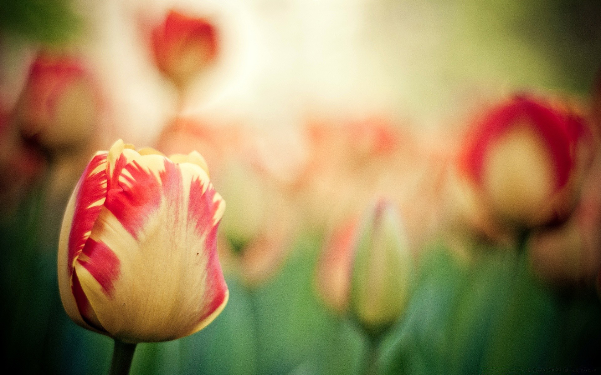 kwiaty tulipan kwiat natura lato ogród flora wielkanoc kolor miłość jasny liść płatek kwiatowy piękny rozmycie