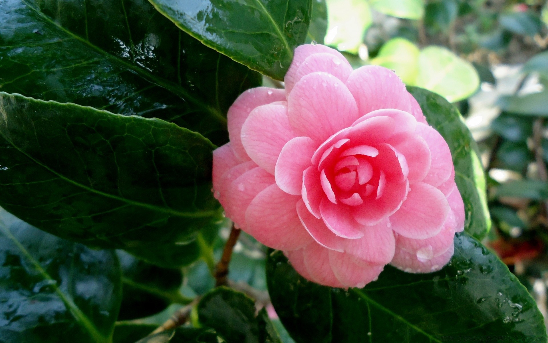 花 自然 叶 植物群 花 花园 盛开 花瓣 夏天 花卉 美丽 明亮 特写 颜色