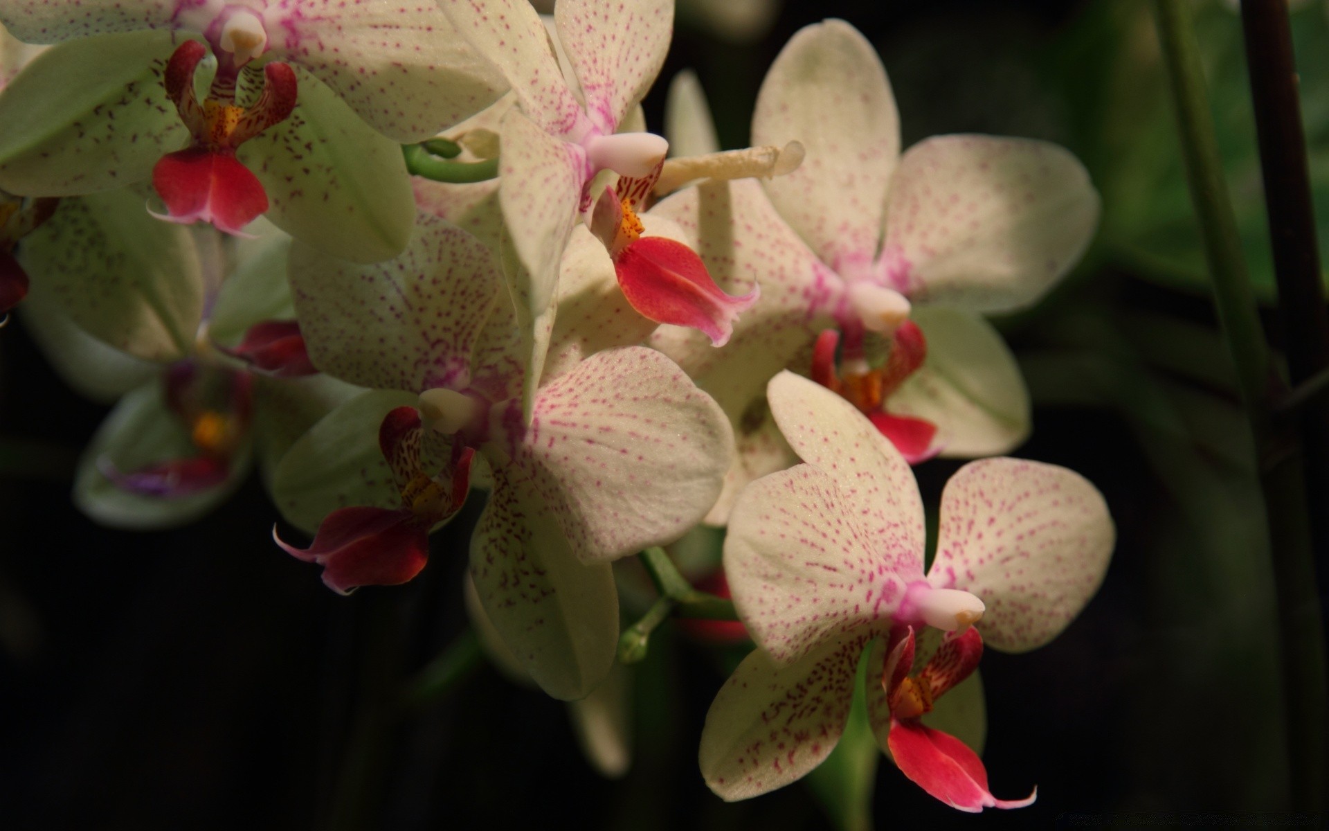 flowers flower nature flora floral garden petal blooming tropical leaf beautiful color orchids close-up phalaenopsis decoration branch exotic botanical bright romantic