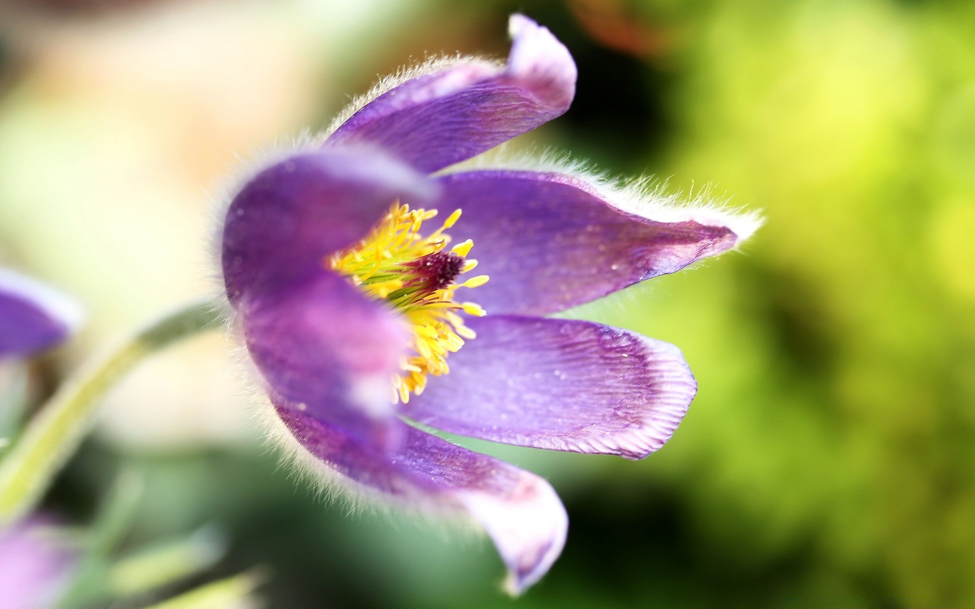 fiori natura fiore flora all aperto giardino foglia estate sfocatura petalo selvaggio fioritura crescita