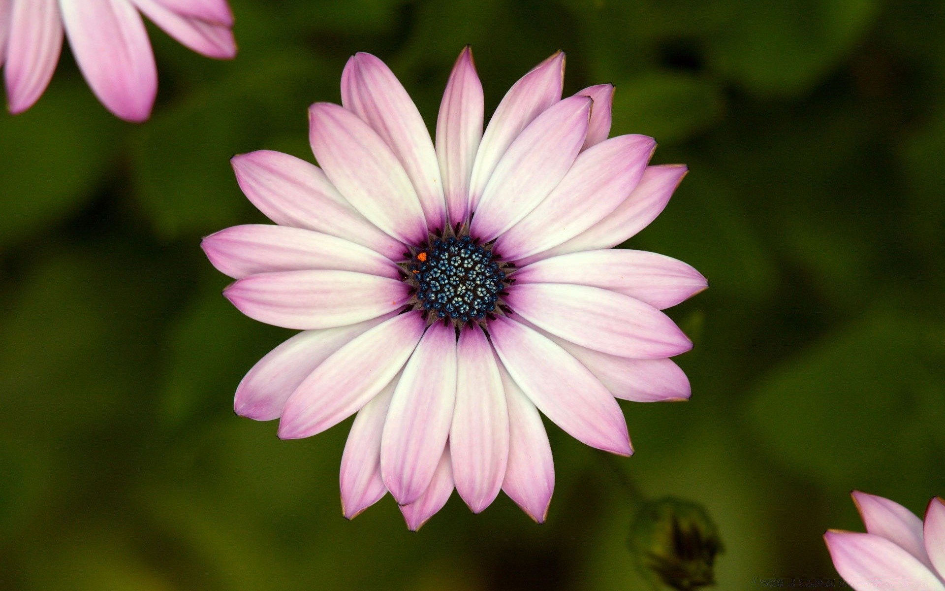 fleurs fleur flore nature été pétale bluming jardin floral couleur belle feuille lumineux délicat gros plan