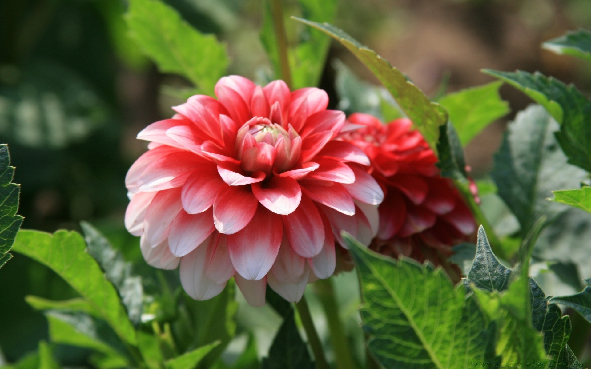 fleurs nature flore jardin feuille fleur été floral bluming saison pétale croissance couleur gros plan à l extérieur botanique lumineux