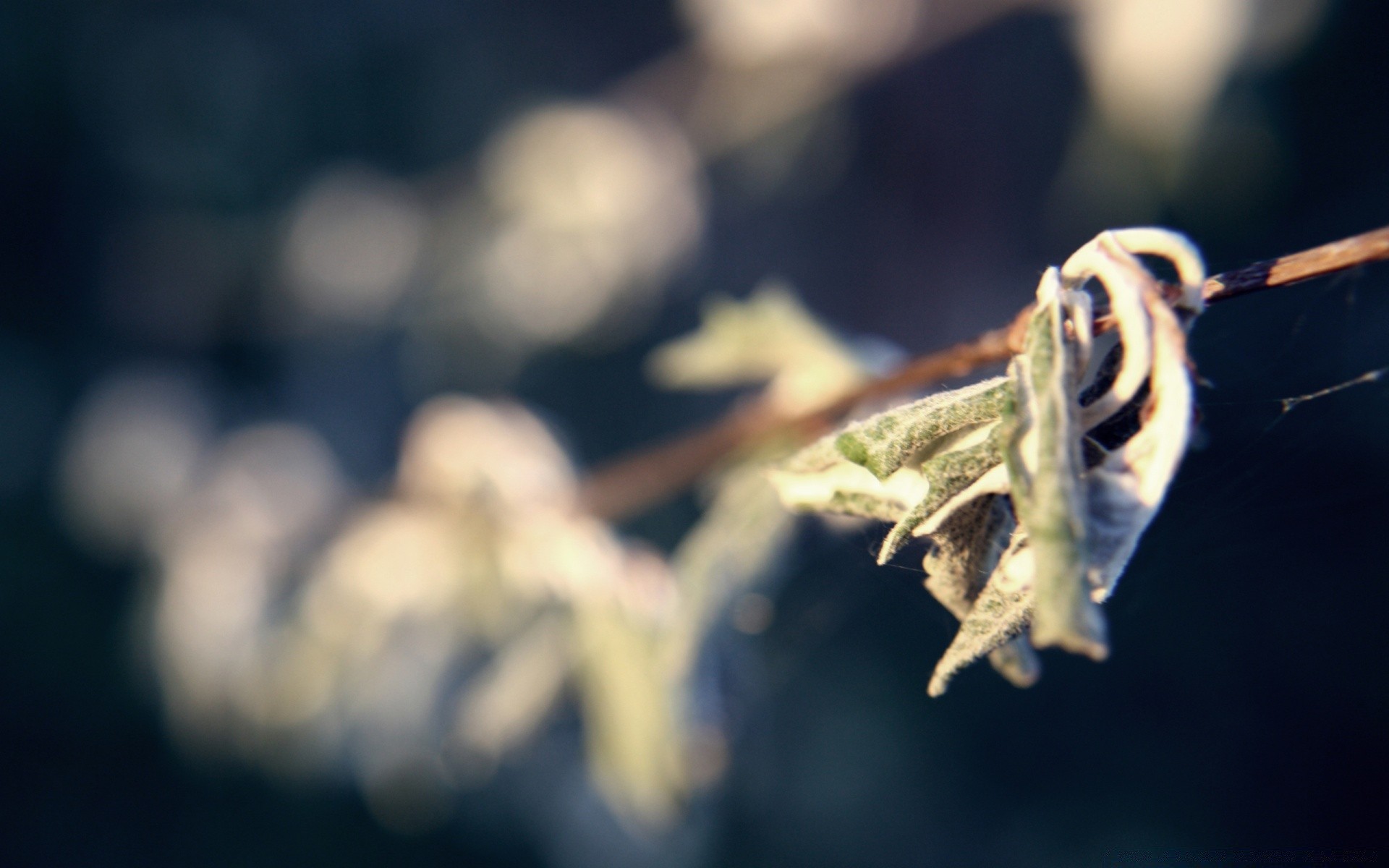 flowers outdoors nature invertebrate blur wildlife daylight insect leaf bird flower