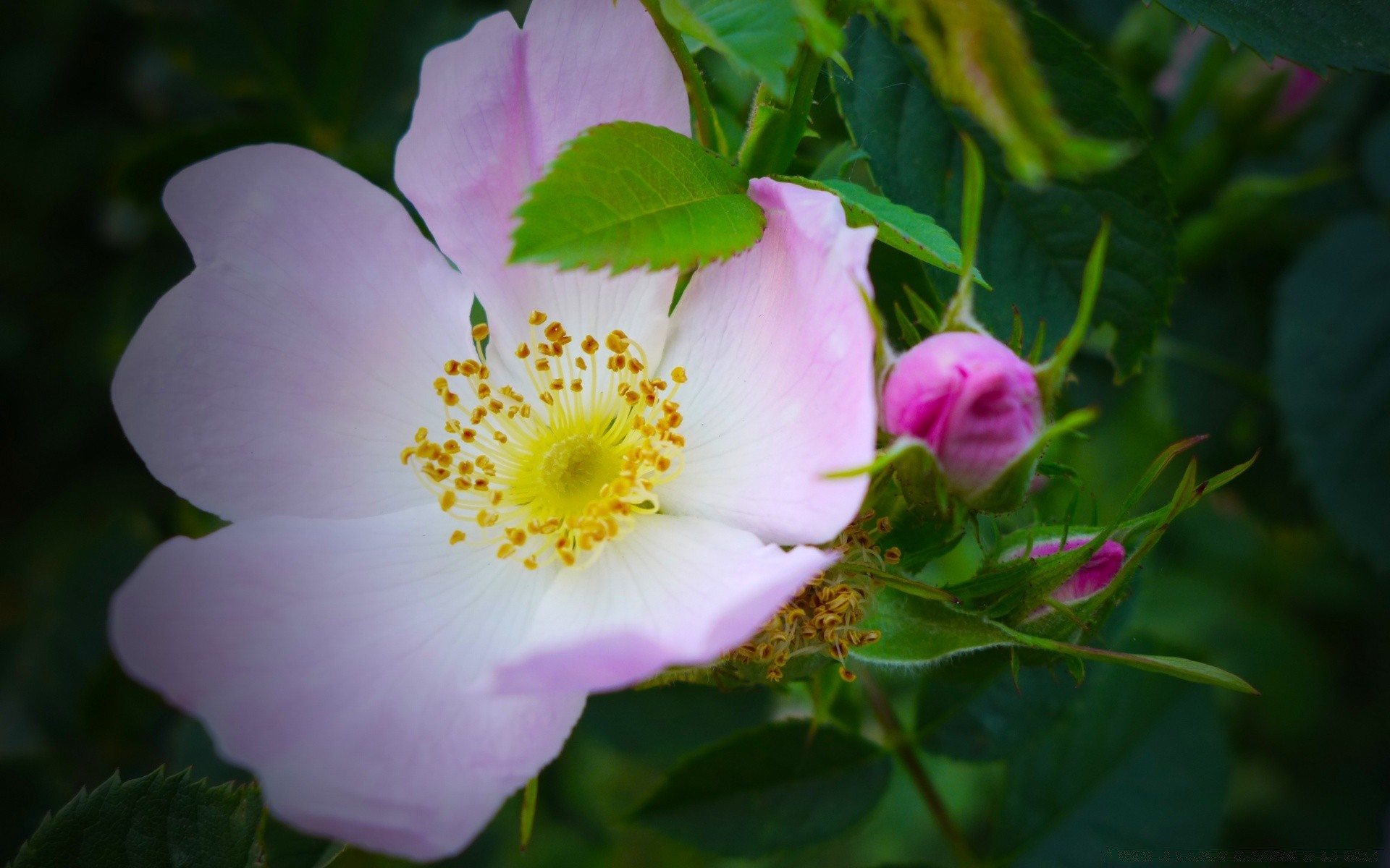 fleurs nature feuille fleur flore été croissance jardin à l extérieur bluming rose lumineux arbuste pollen pétale