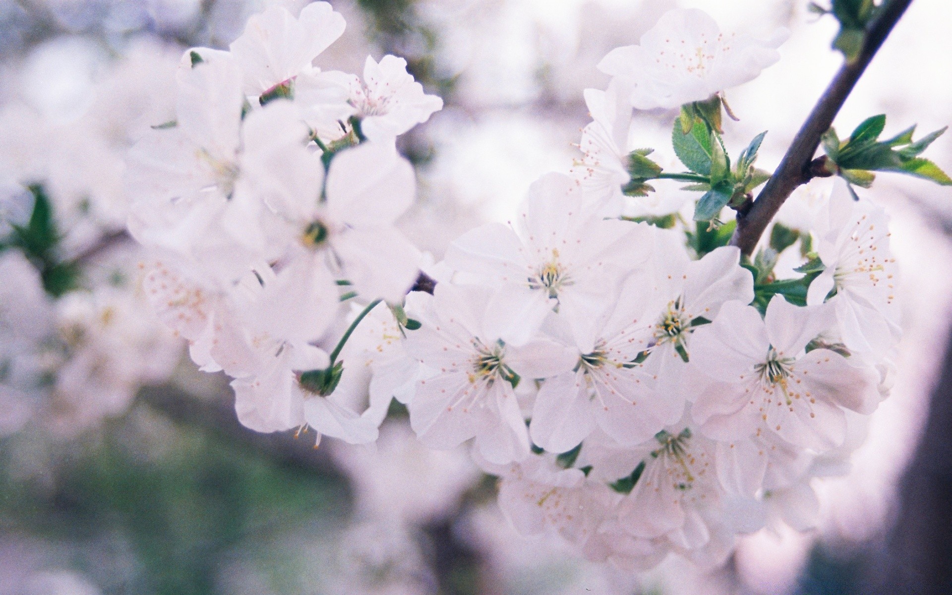 blumen blume flora natur garten blatt kirsche baum zweig floral blühen wachstum blütenblatt schließen saison sommer kumpel im freien schön zart