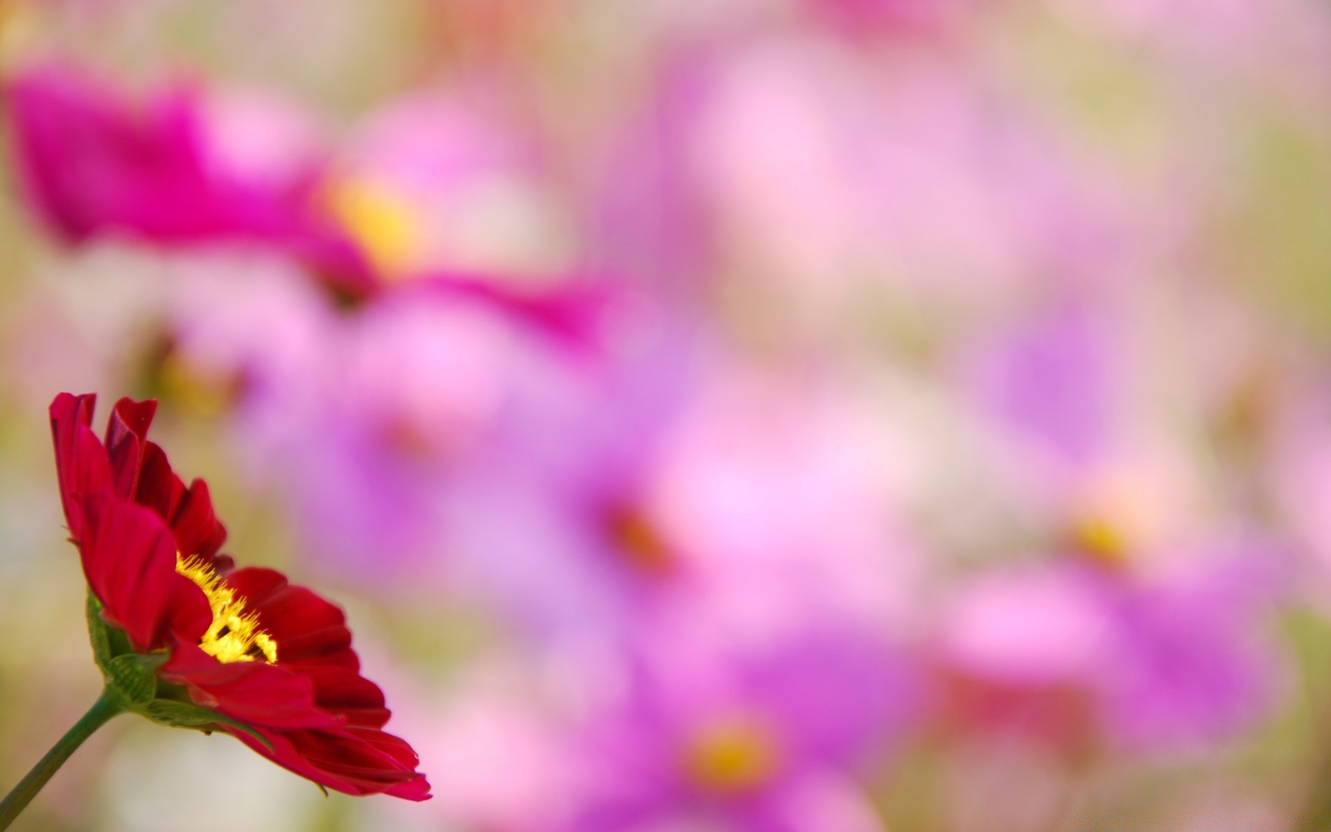 fiori natura fiore estate flora vivid giardino colore foglia campo crescita bel tempo close-up petalo floreale sfocatura sole all aperto dope