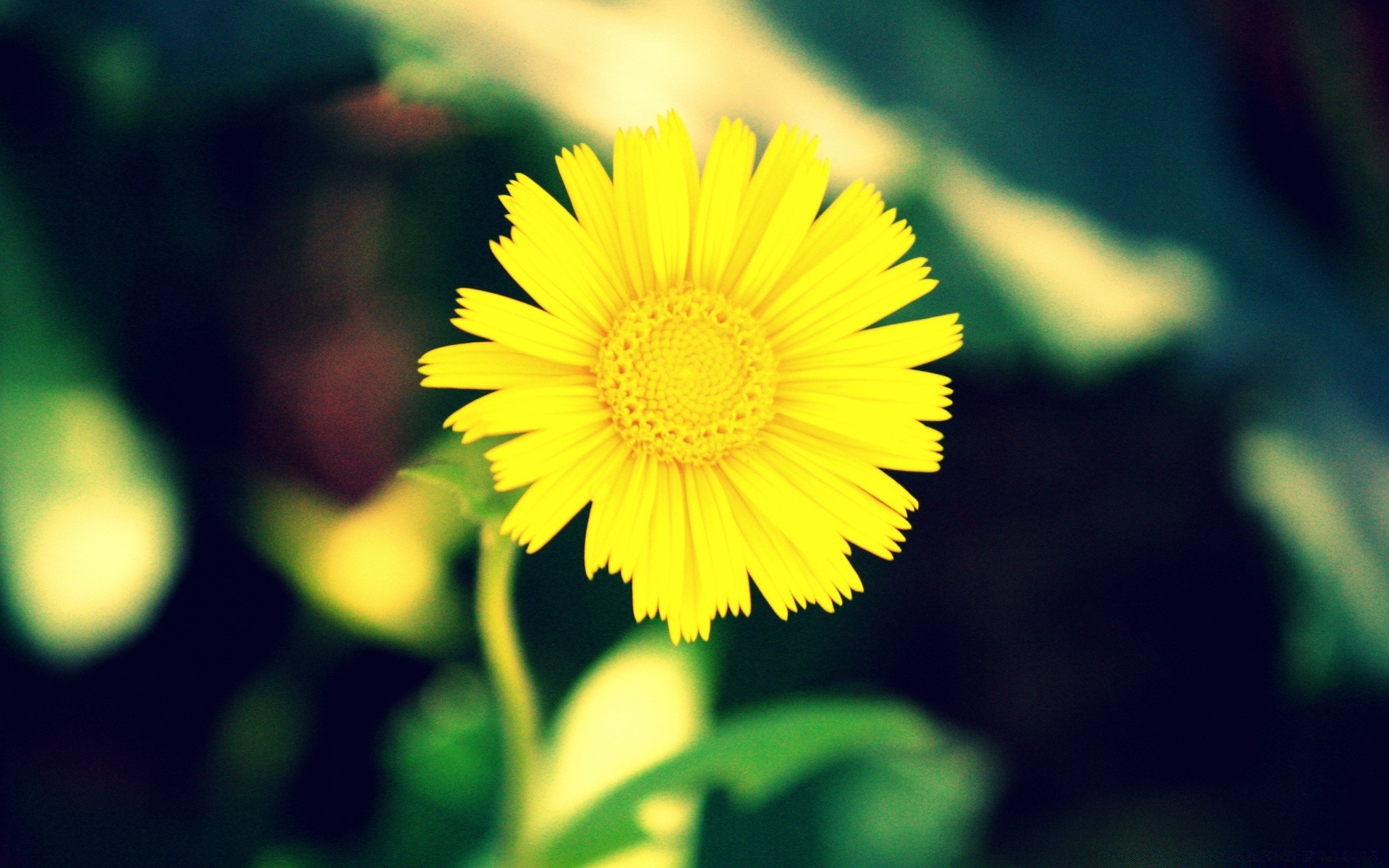 flowers nature summer flora leaf bright flower color garden close-up growth