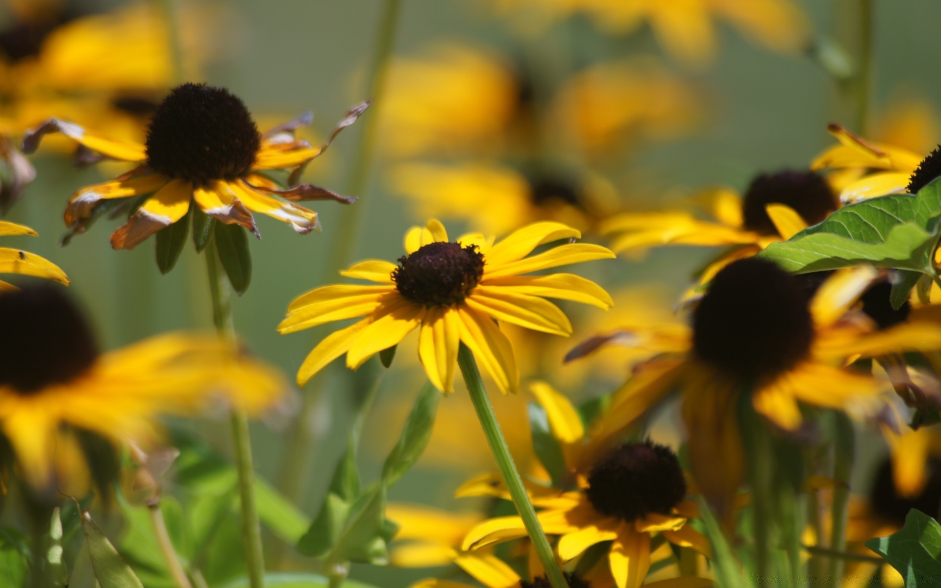 kwiaty natura kwiat lato pole flora na zewnątrz ogród liść sianokosy dobra pogoda słońce wiejska echinacea kwiatowy wzrost jasny