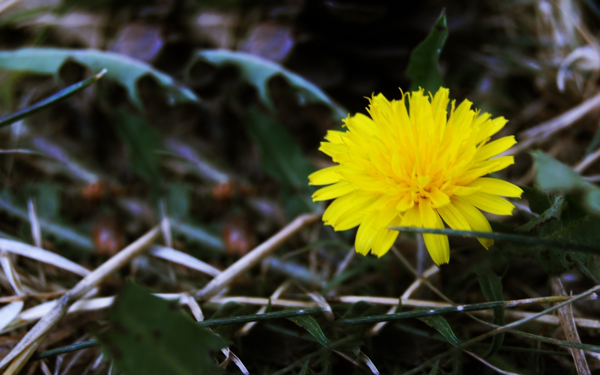 çiçekler doğa yaprak çiçek flora açık havada bahçe ortamlar çiçeklenme renk yakın çekim çimen