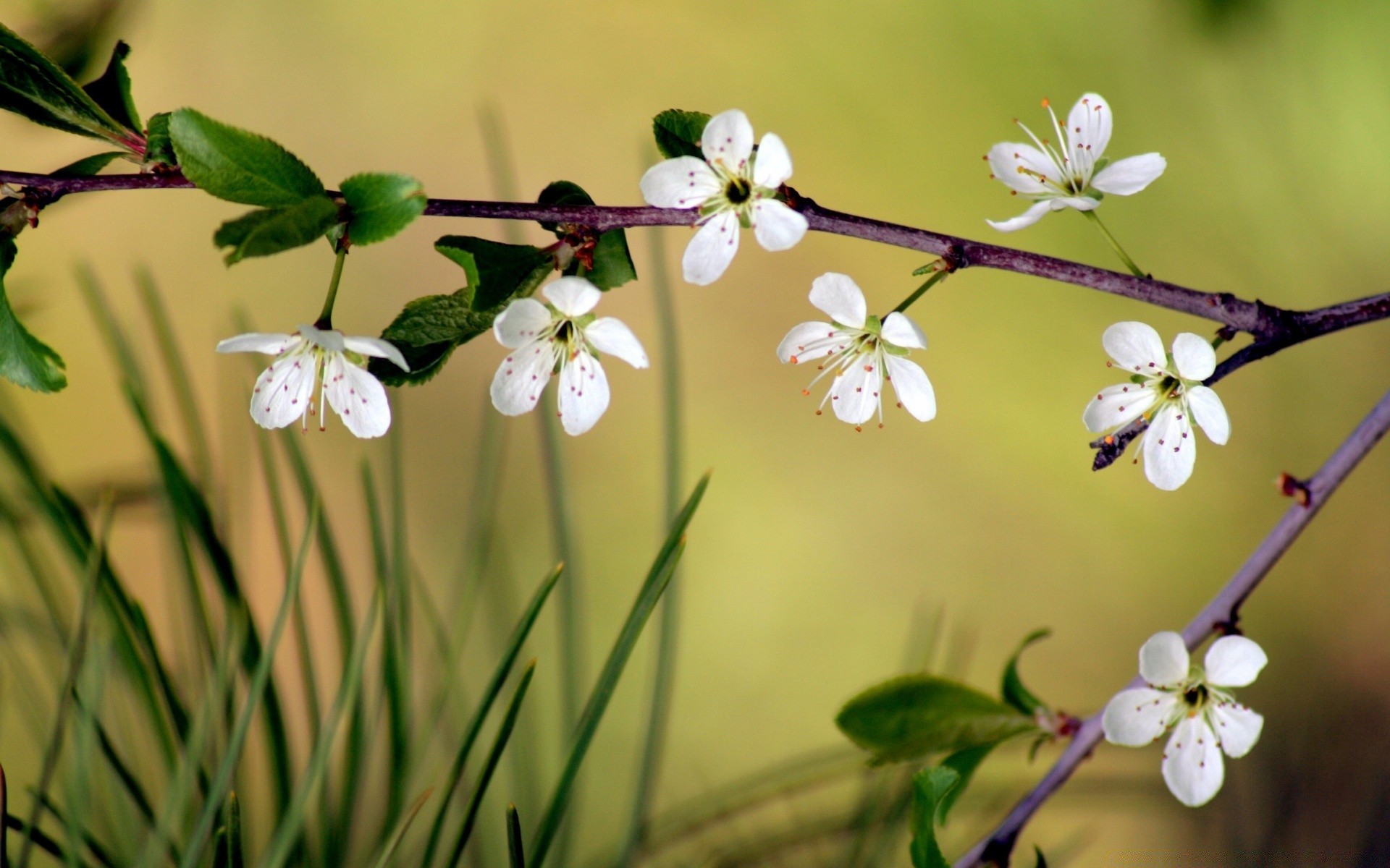 kwiaty natura kwiat flora liść drzewo oddział wzrost ogród jabłko kolego wiśnia sezon na zewnątrz płatek zbliżenie bluming lato