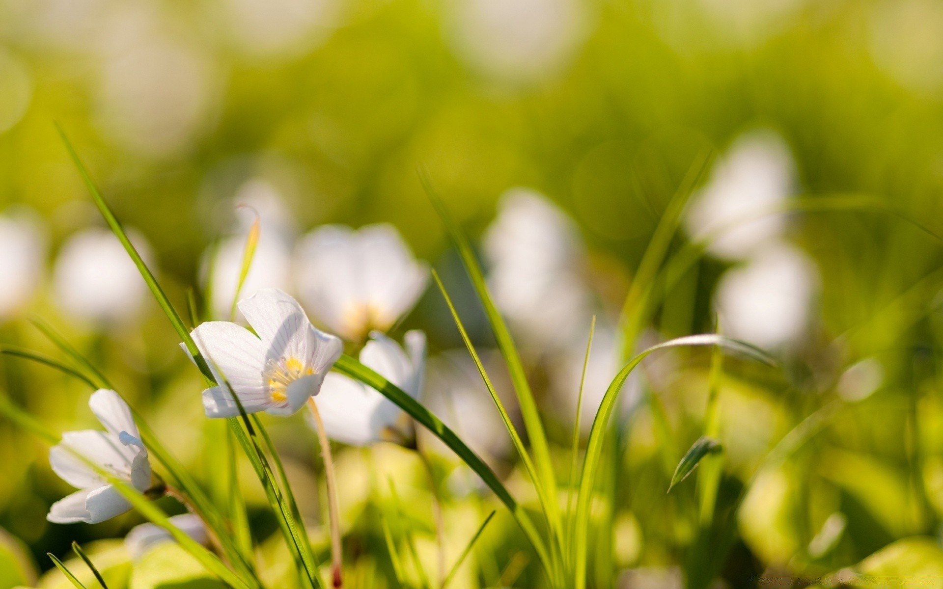 kwiaty natura trawa lato pole kwiat ogród sianokosy flora dobra pogoda liść słońce jasny wzrost wielkanoc park sezon na zewnątrz kolor wiejski