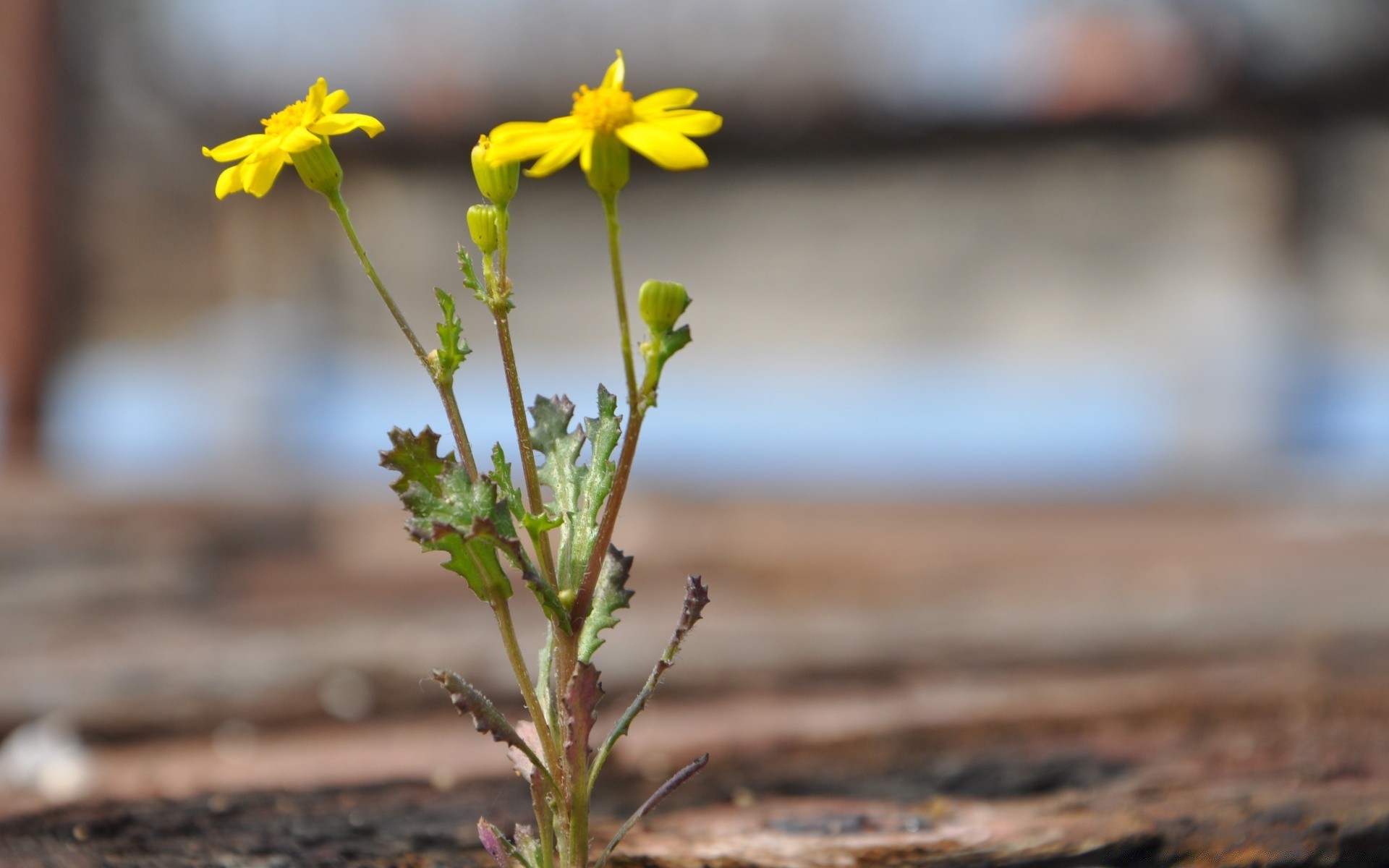 çiçekler doğa çiçek açık havada flora yaprak yaz ahşap bahçe