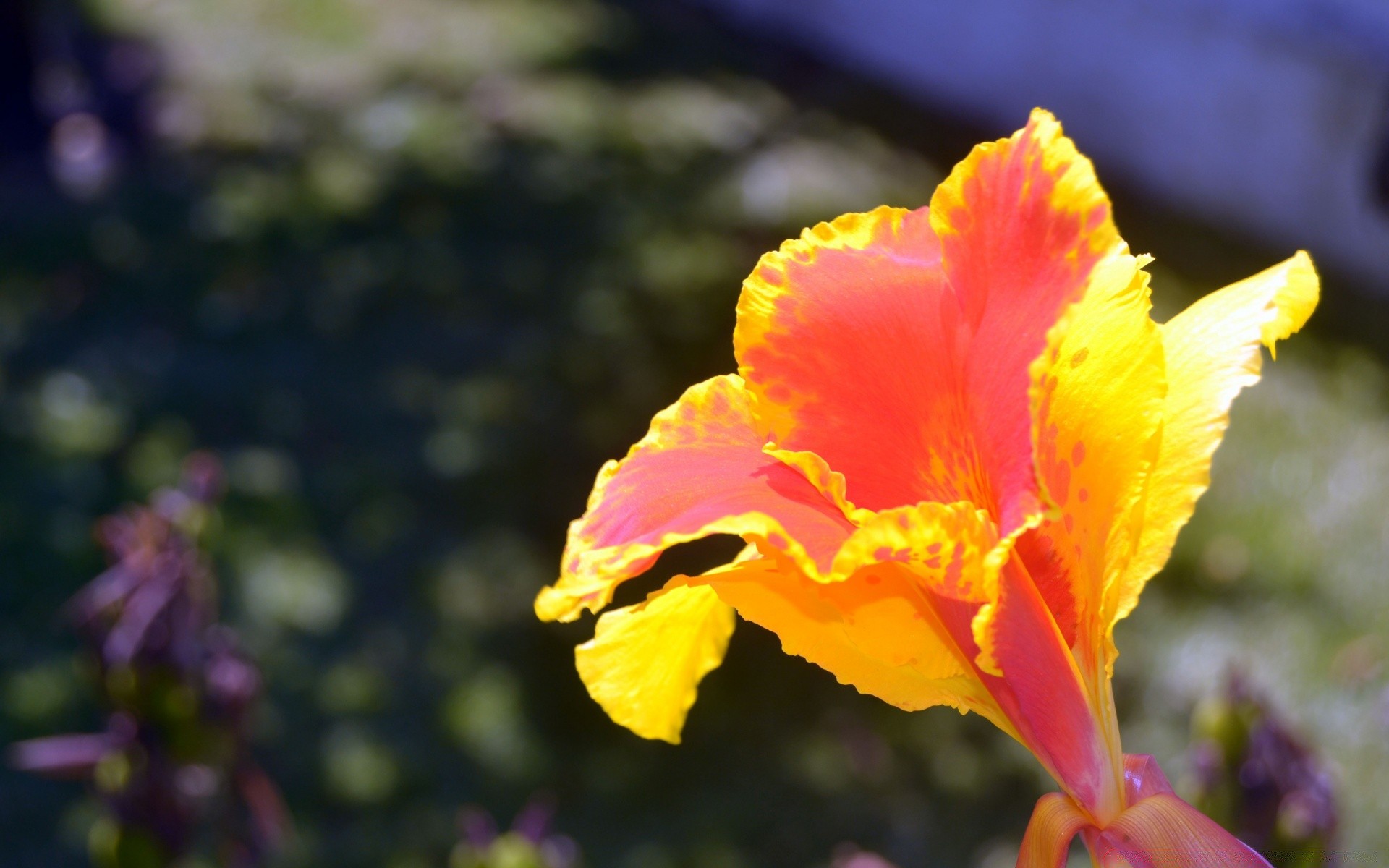 flowers nature flower leaf flora garden summer outdoors bright color growth blooming petal park