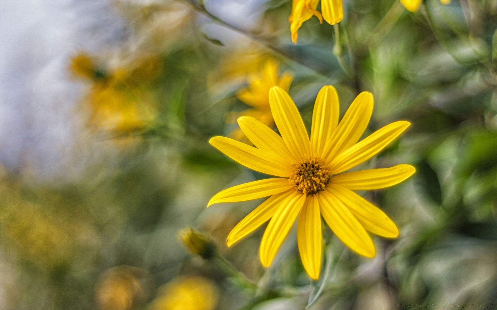 kwiaty natura lato kwiat flora liść ogród na zewnątrz kolor pole jasny dobra pogoda