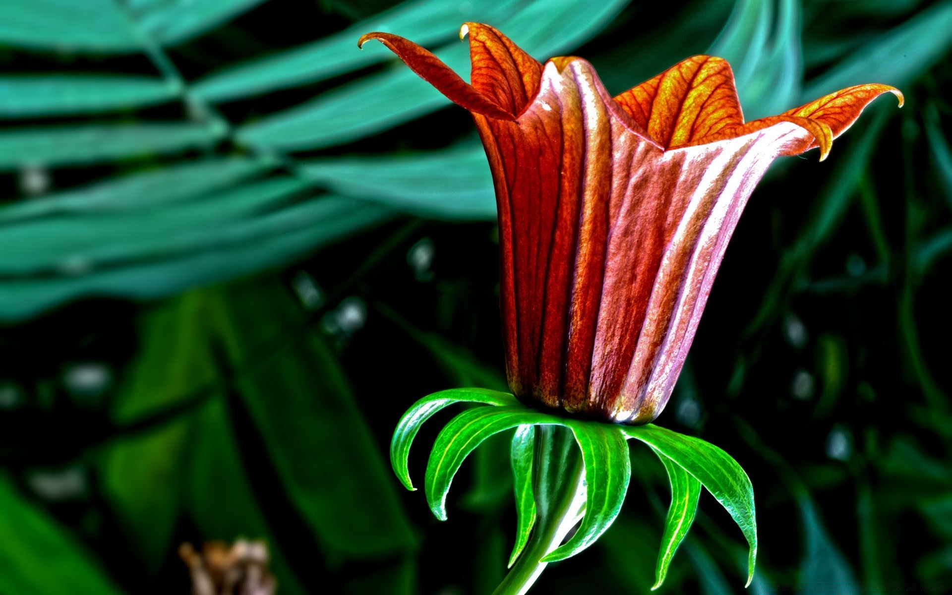 flores naturaleza hoja flora jardín tropical flor verano al aire libre crecimiento exótico brillante