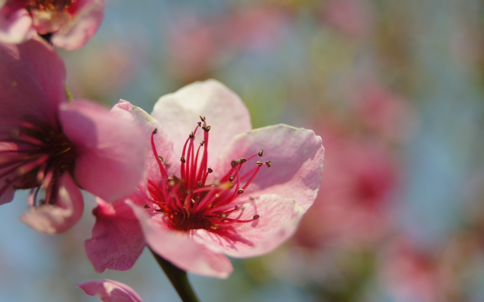 blumen blume natur flora garten im freien blatt wachstum sommer unschärfe zweig blütenblatt kirsche sanft dof kumpel