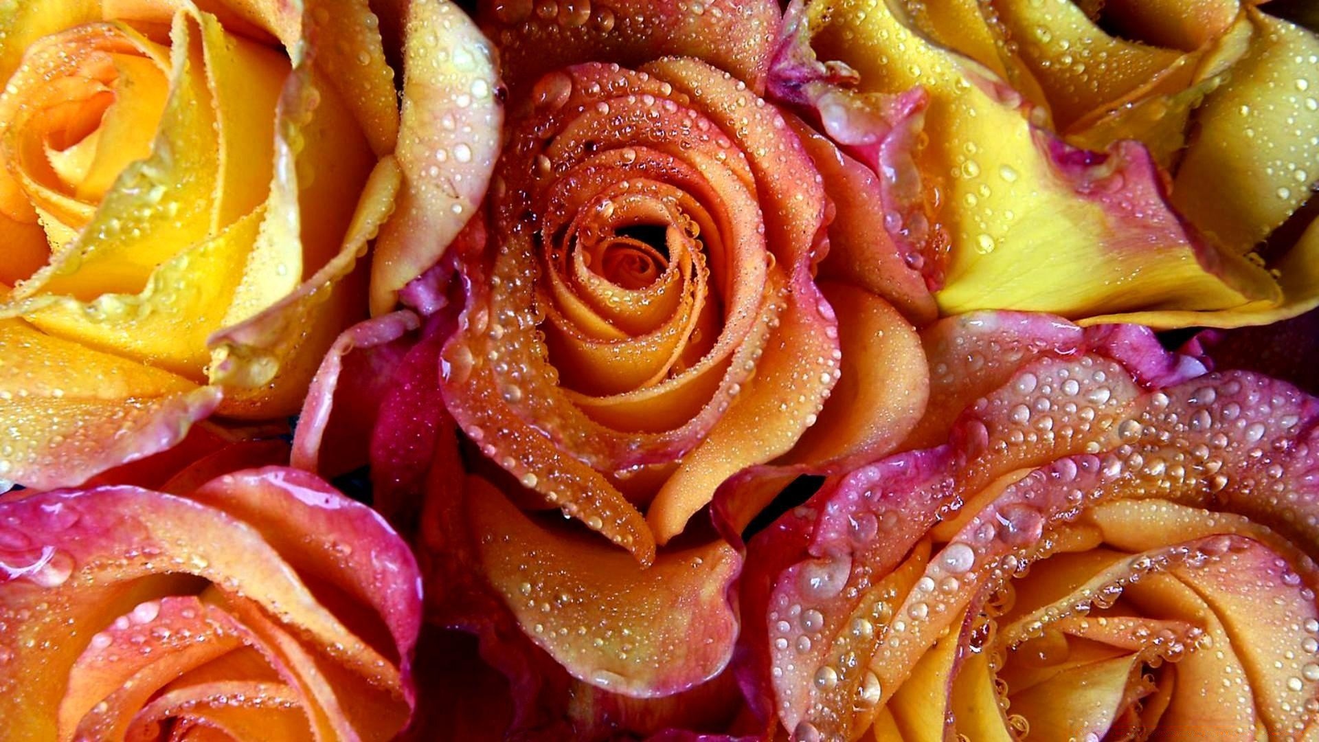 flowers food delicious close-up rose